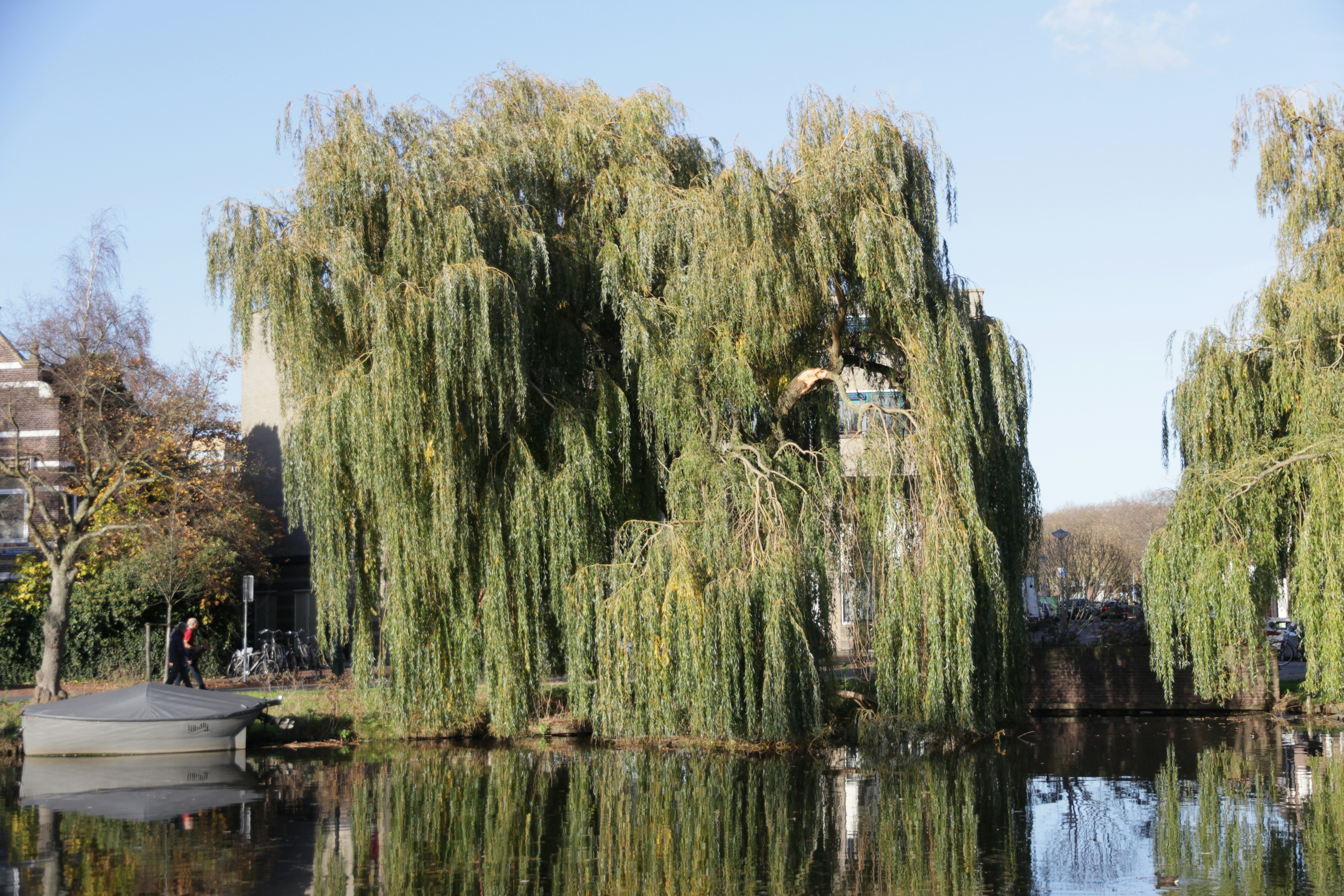 Large weeping willow trees by a calm canal.