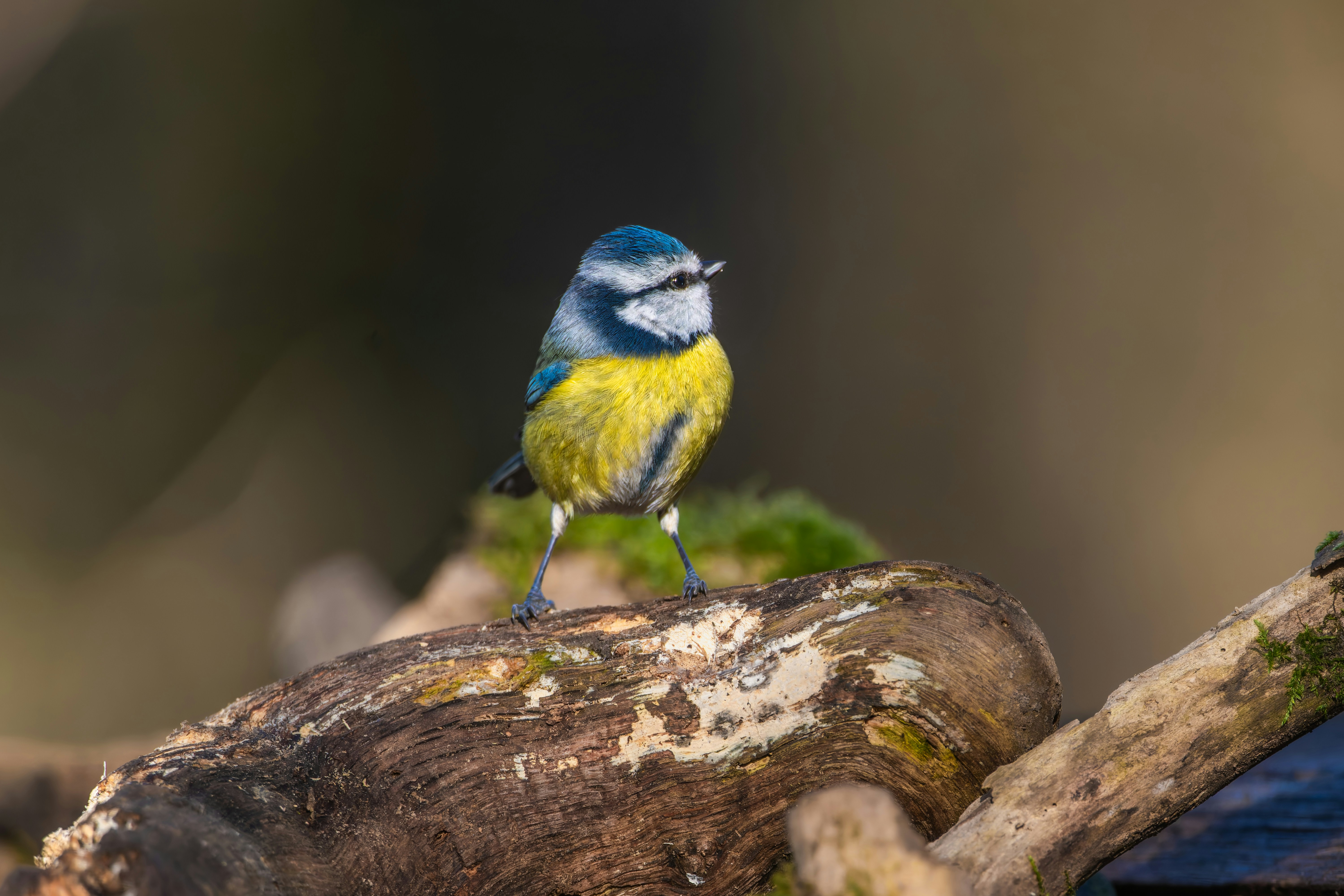 Photo by siegfriedpoepperl