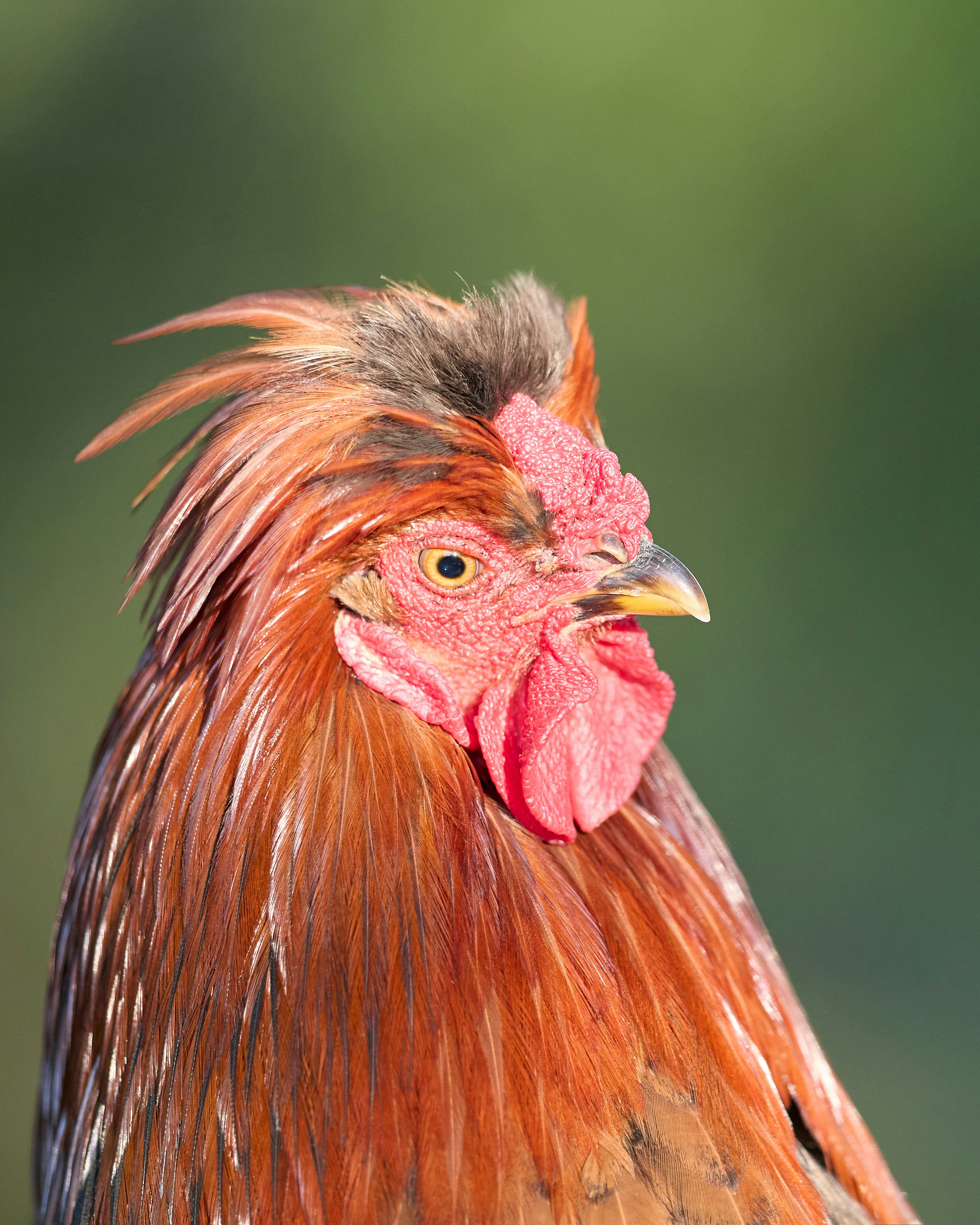 Photo by erwinbosman