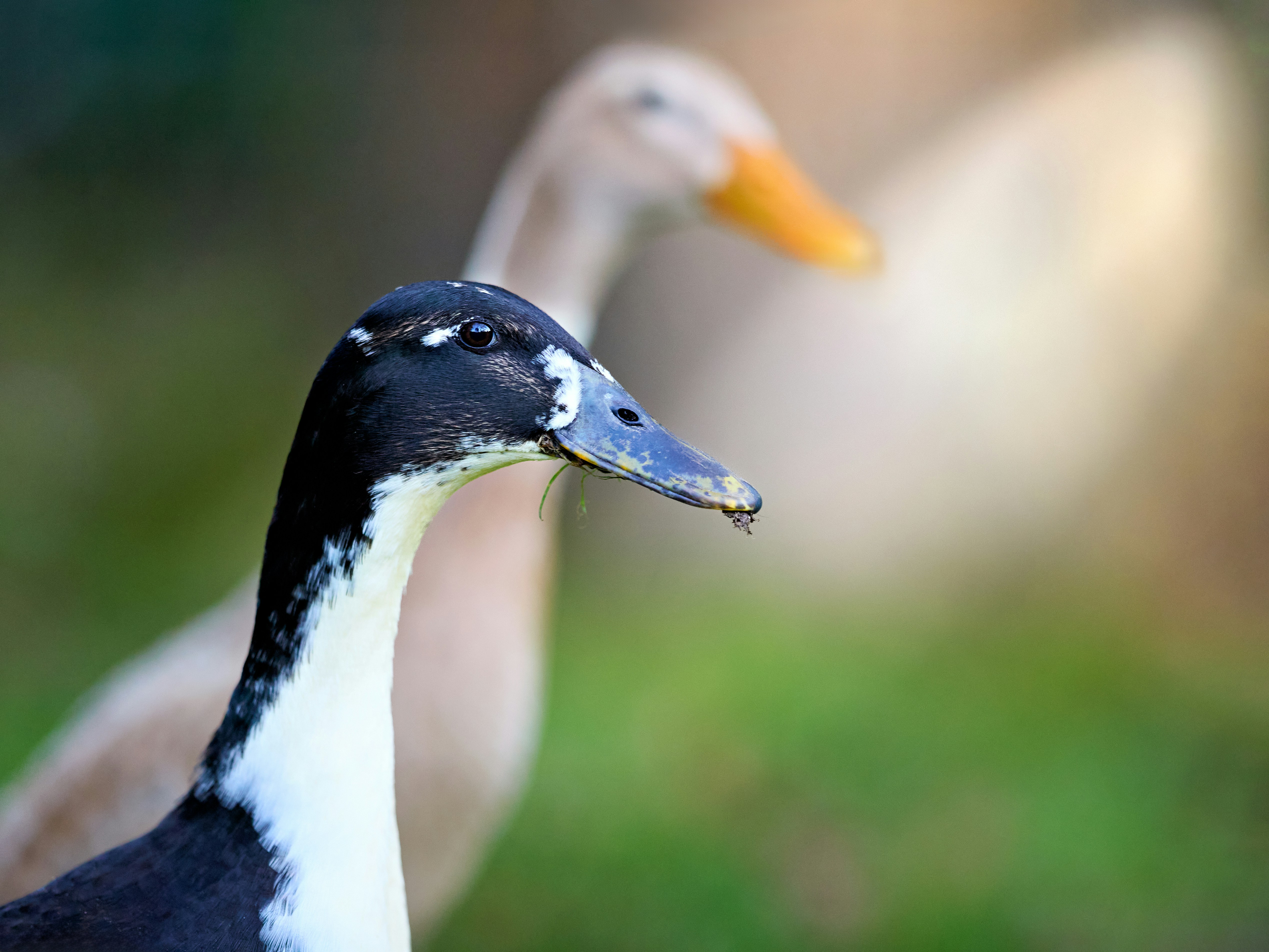 Photo by erwinbosman