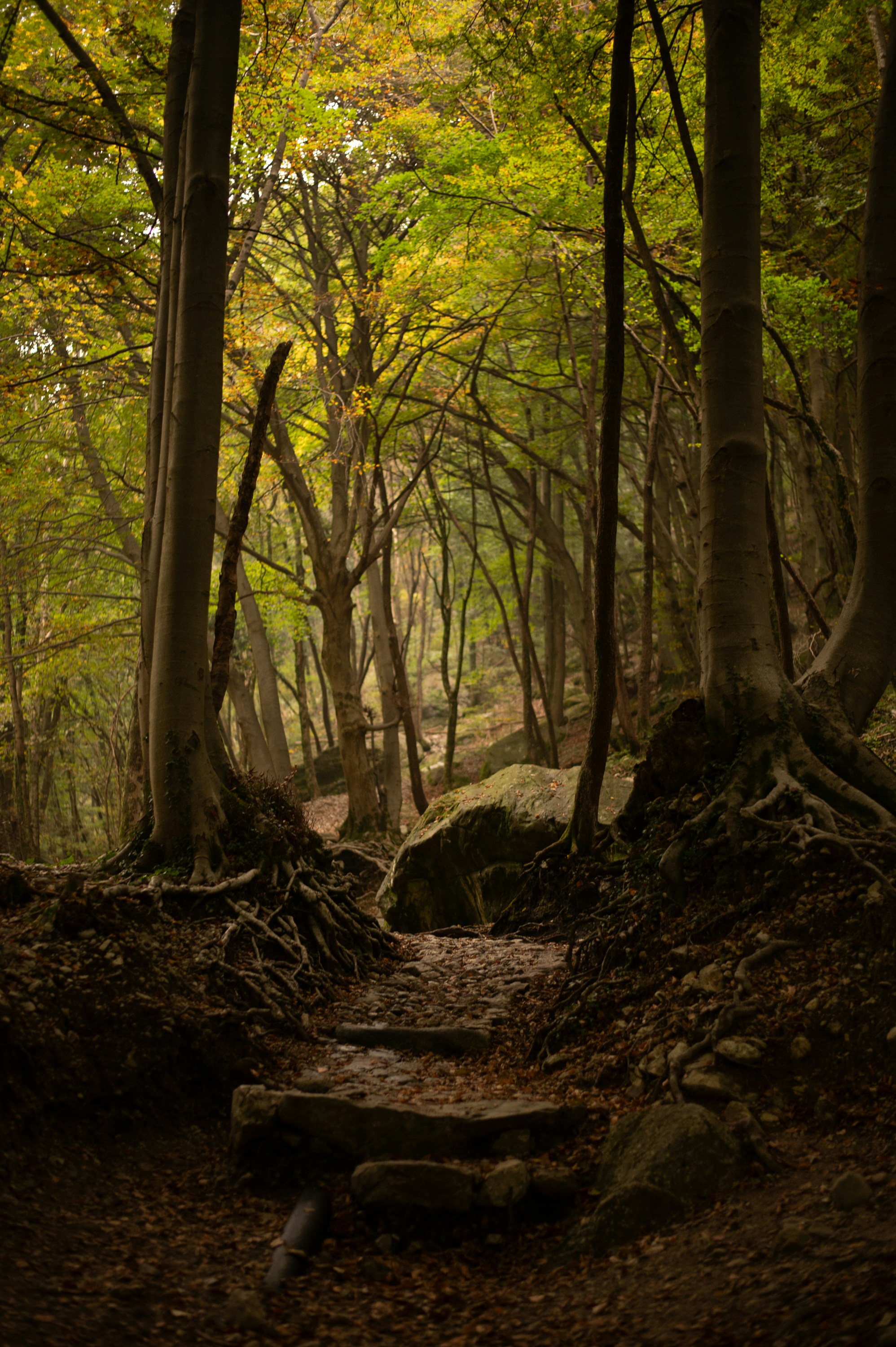Stone steps lead through a dense forest path. photo – Free Forest Image ...