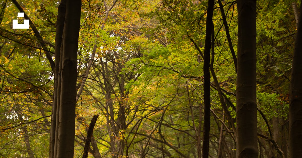 Stone steps lead through a dense forest path. photo – Free Forest Image ...