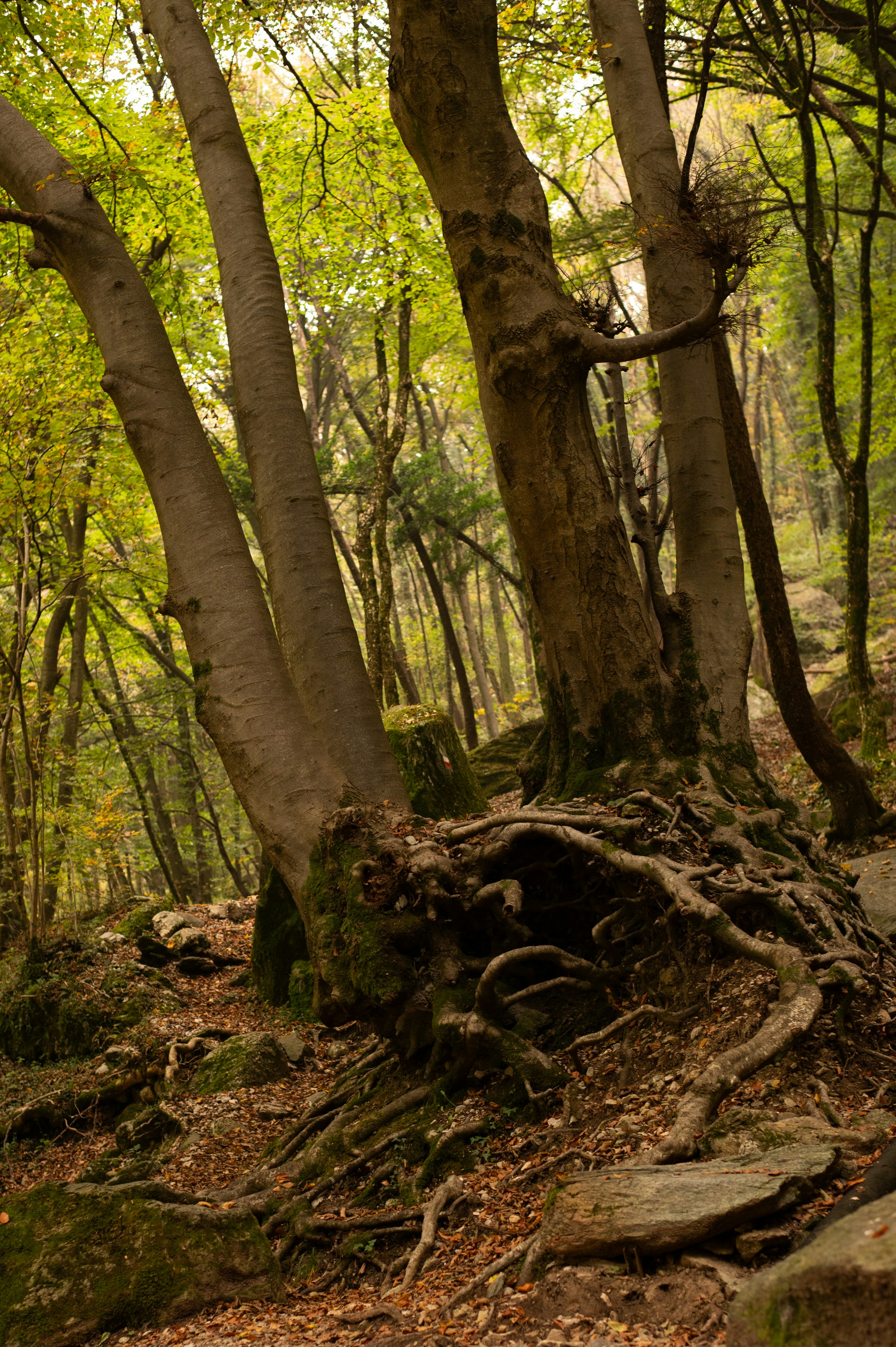 Photo by anamilanofoto