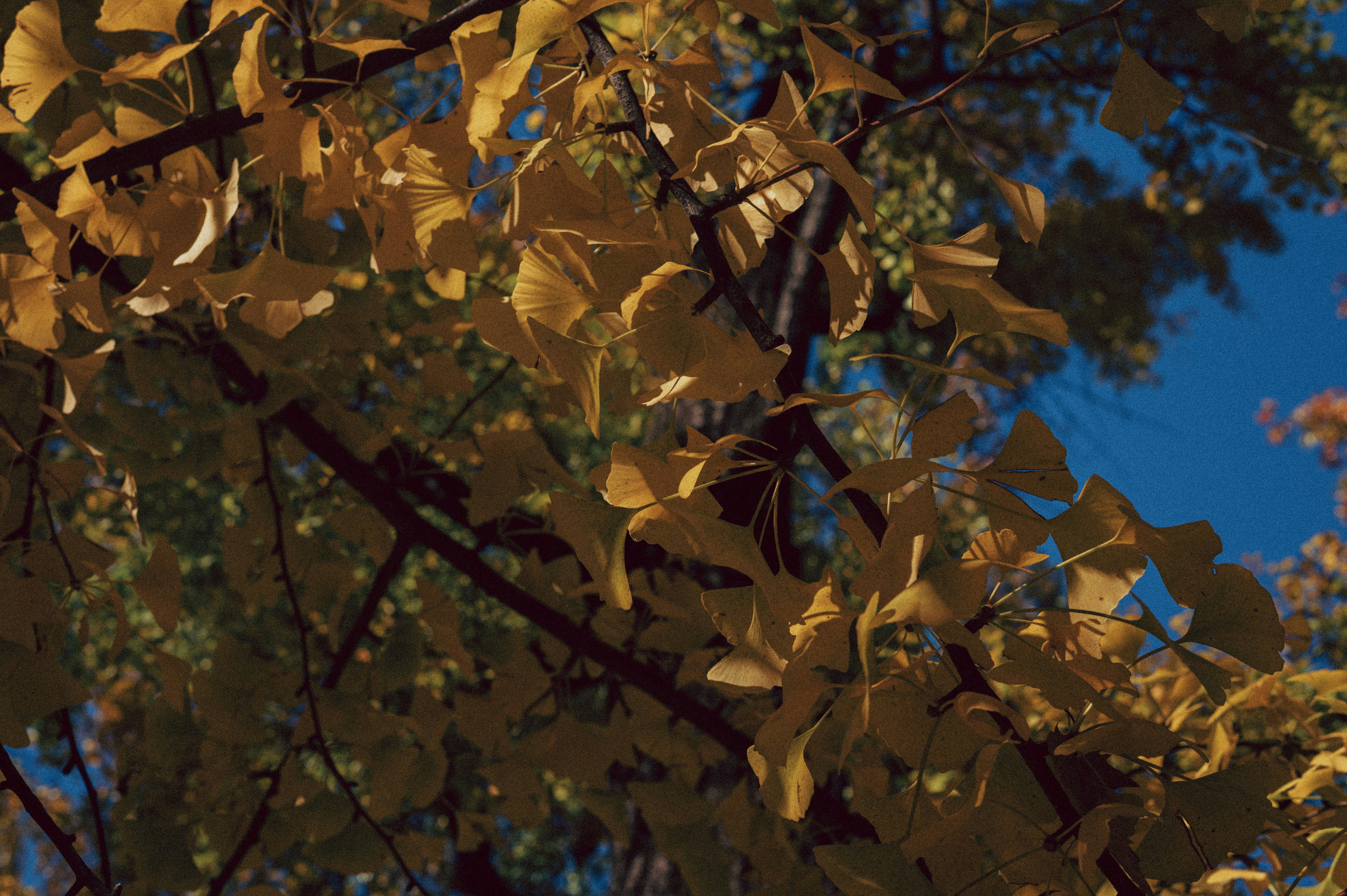 Photo by anamilanofoto