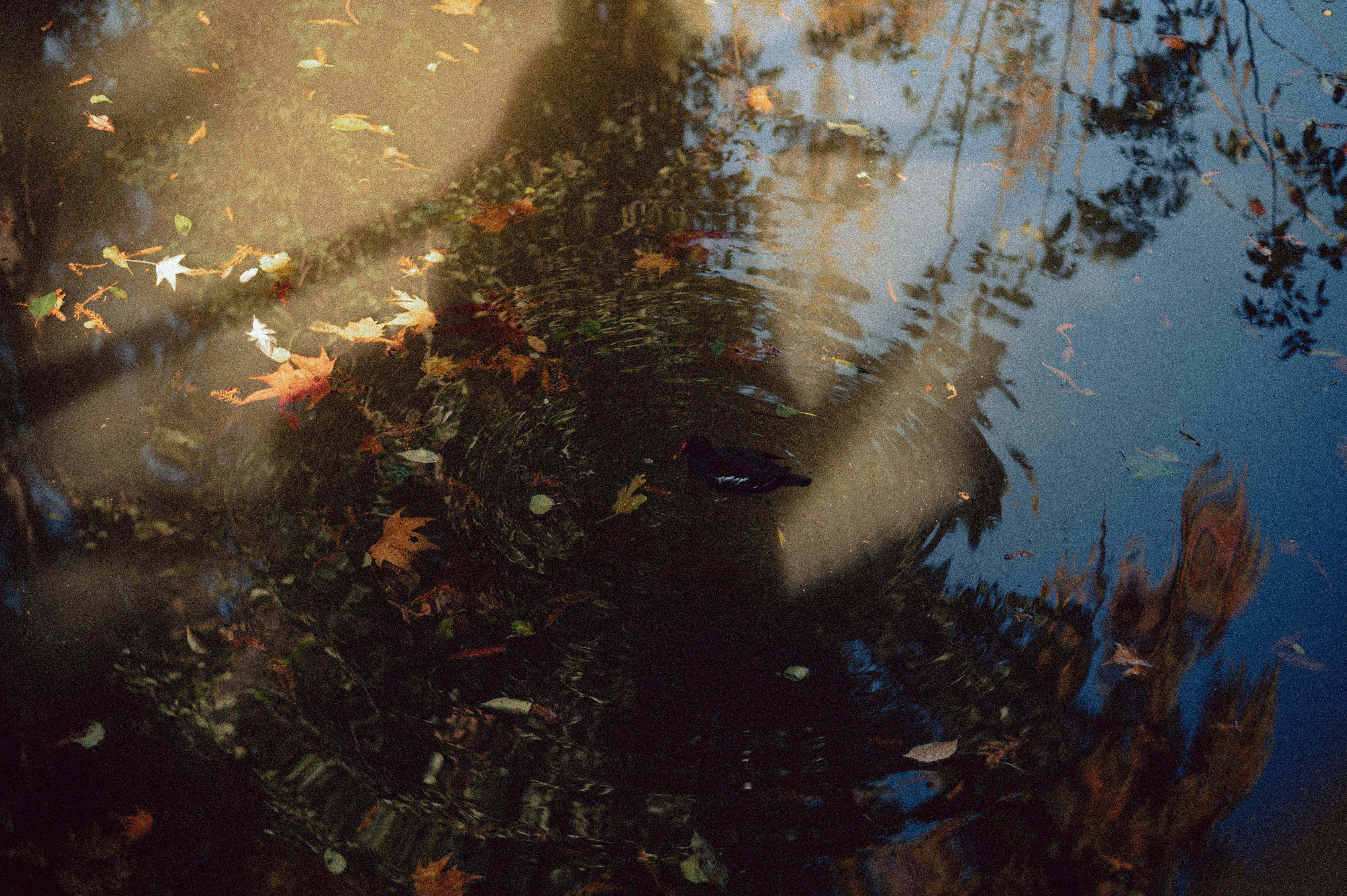 Eine Ente schwimmt in einem Teich mit gefallenen Blättern.