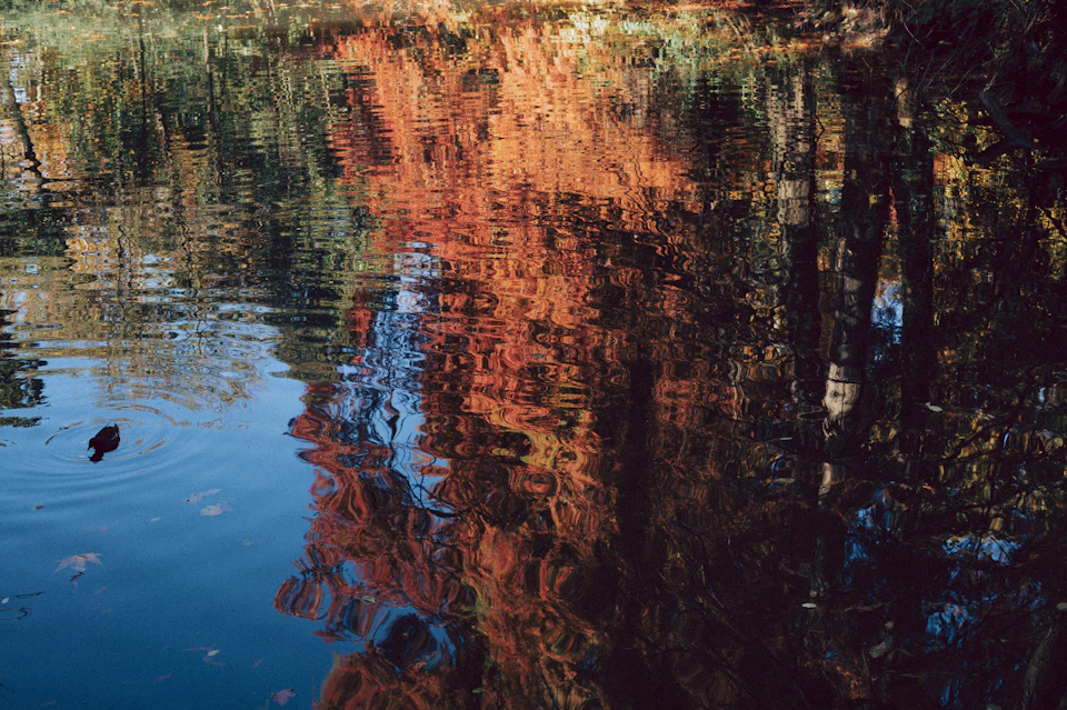 Serene autumn pond scene with ripples on water's surface reflecting vibrant leaf colors nearby