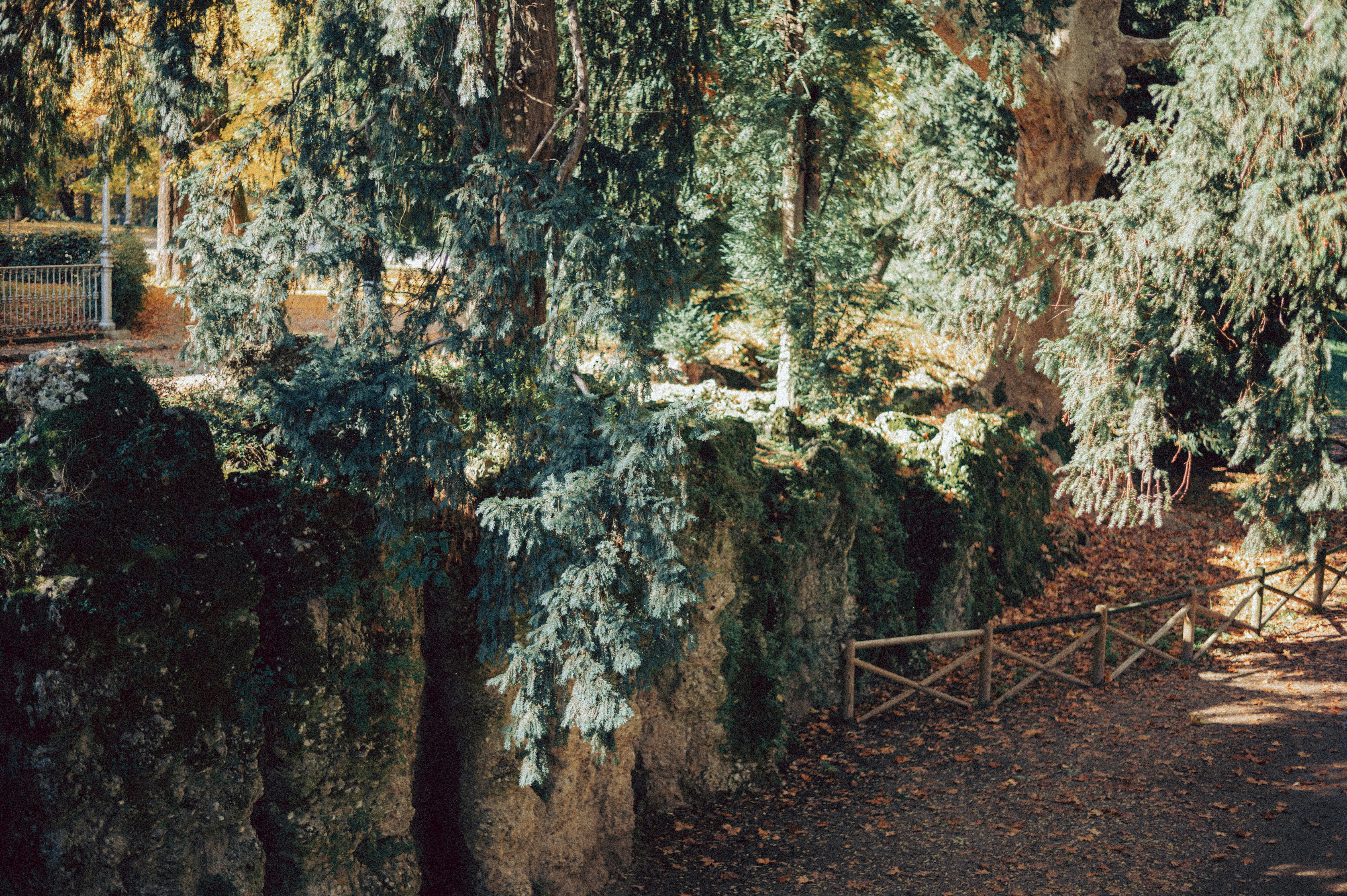 Bäume und Felsen in einer sonnenbeschienenen Lichtung im Wald