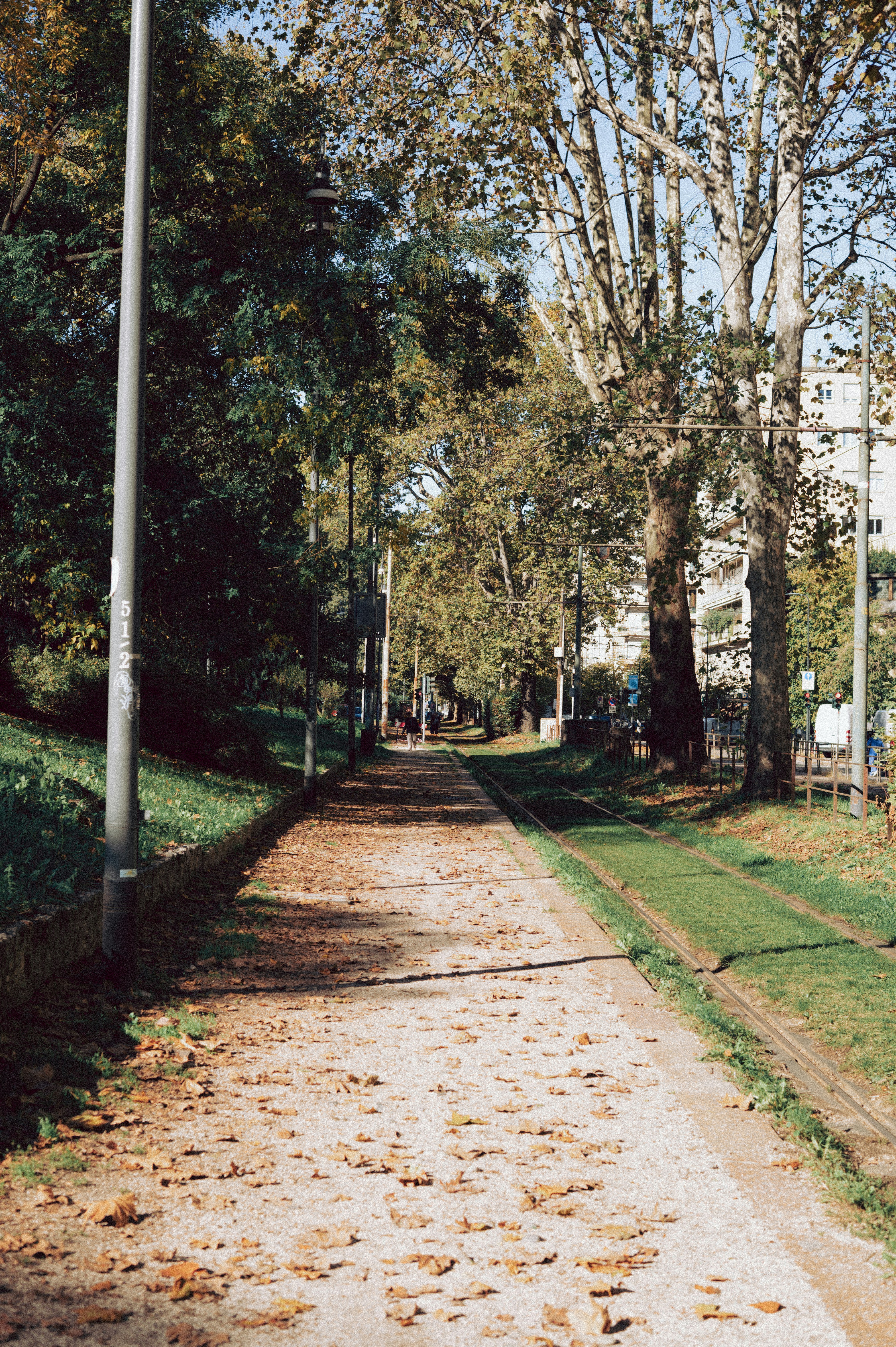 Autumn path lined with trees and tram tracks.