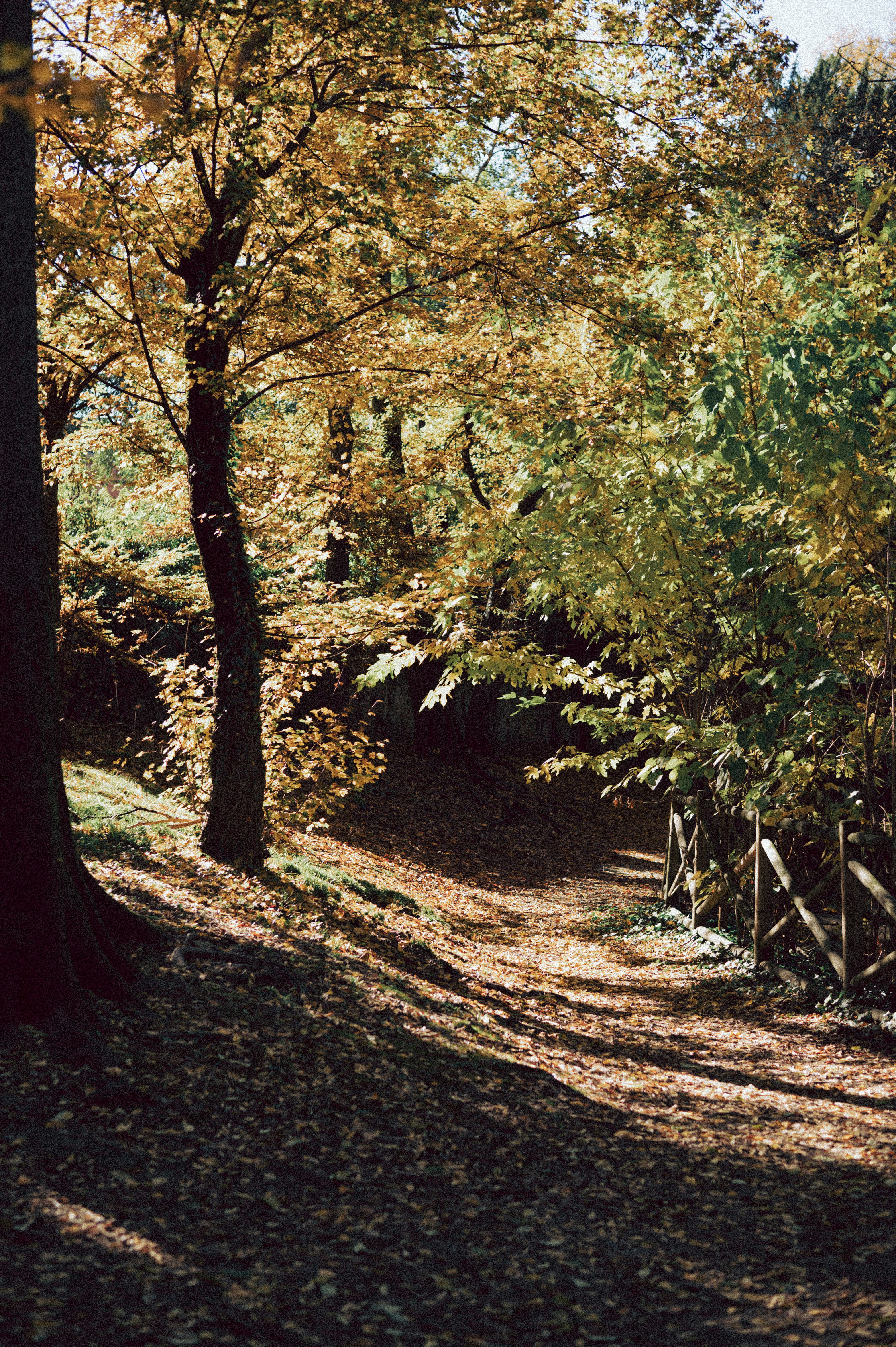 Ein sonnenbeschienener Pfad durch einen Herbstwald
