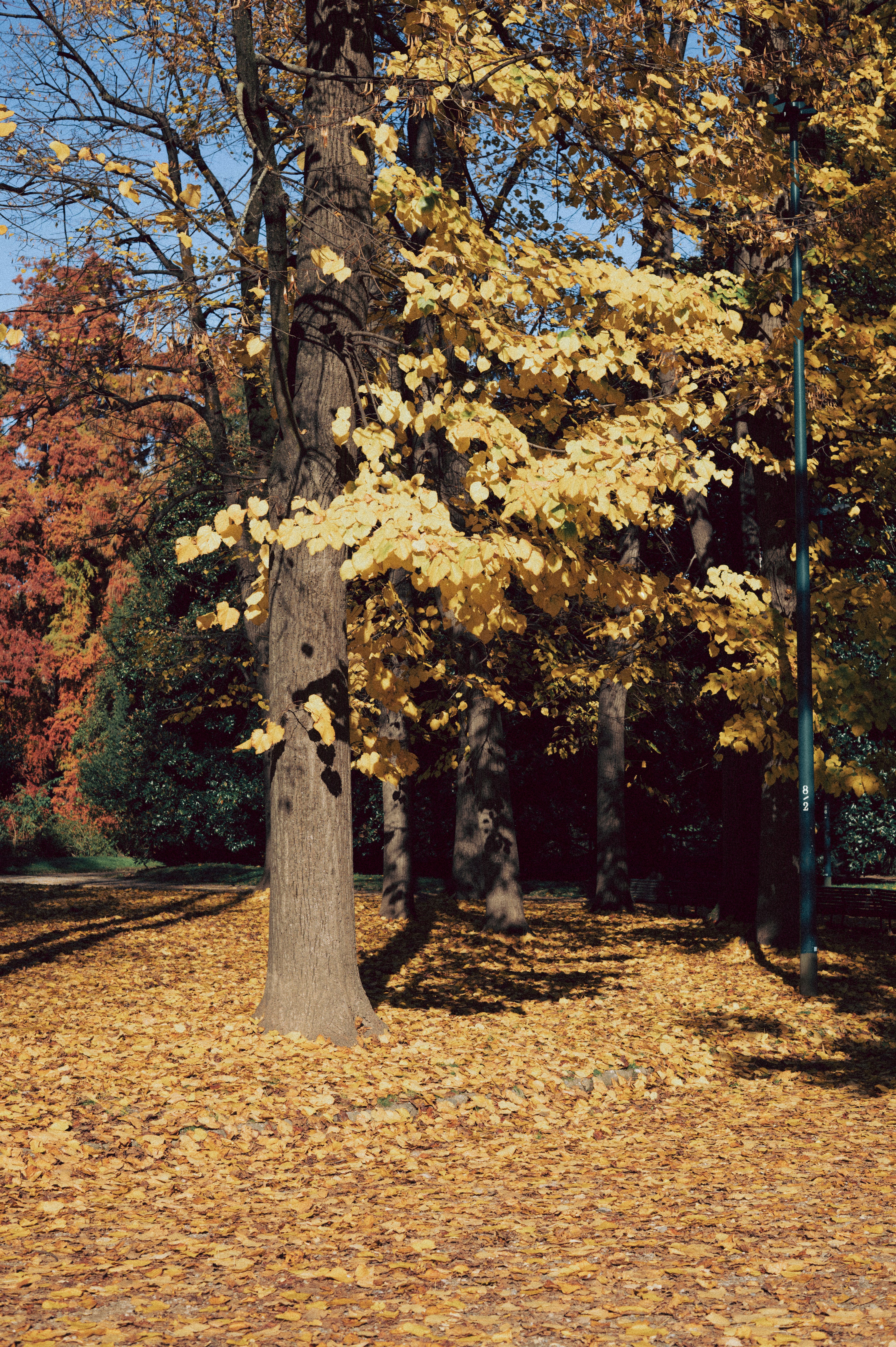 Herbstbäume mit gelben Blättern bedecken den Boden.
