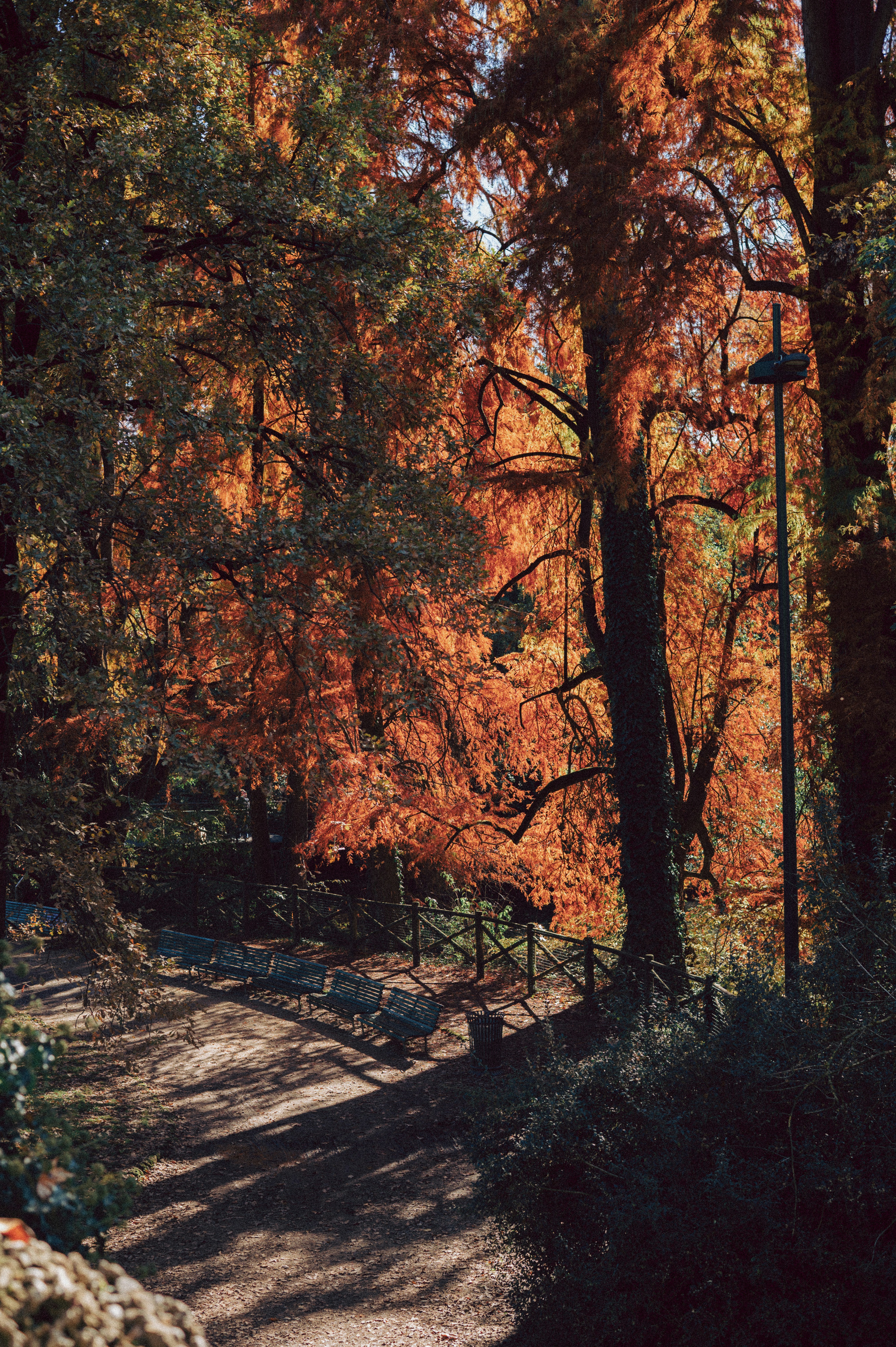 Herbstbäume mit leuchtend orangefarbenem Laub in einem Park.