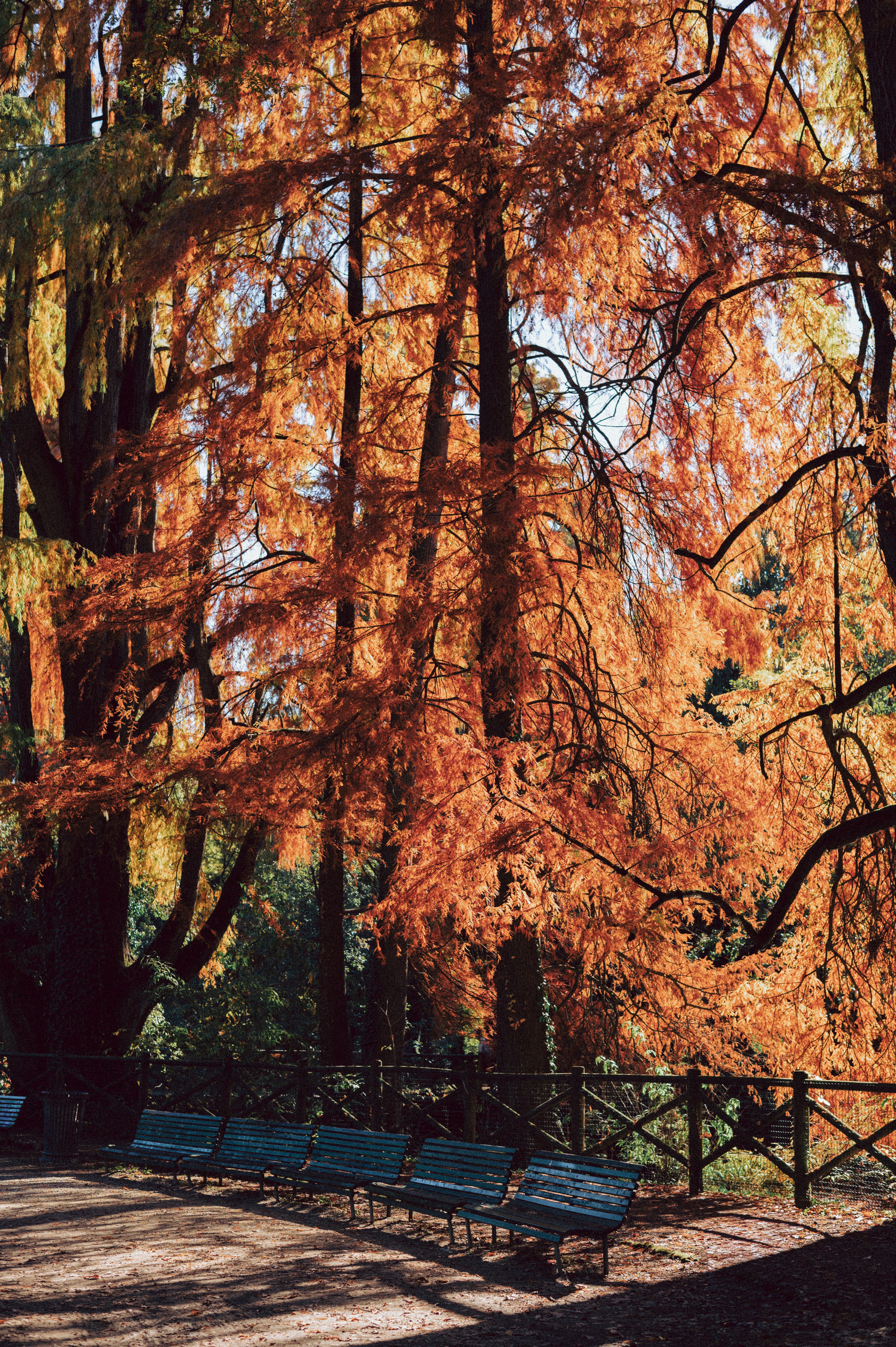 Herbstbäume mit Bänken im Park