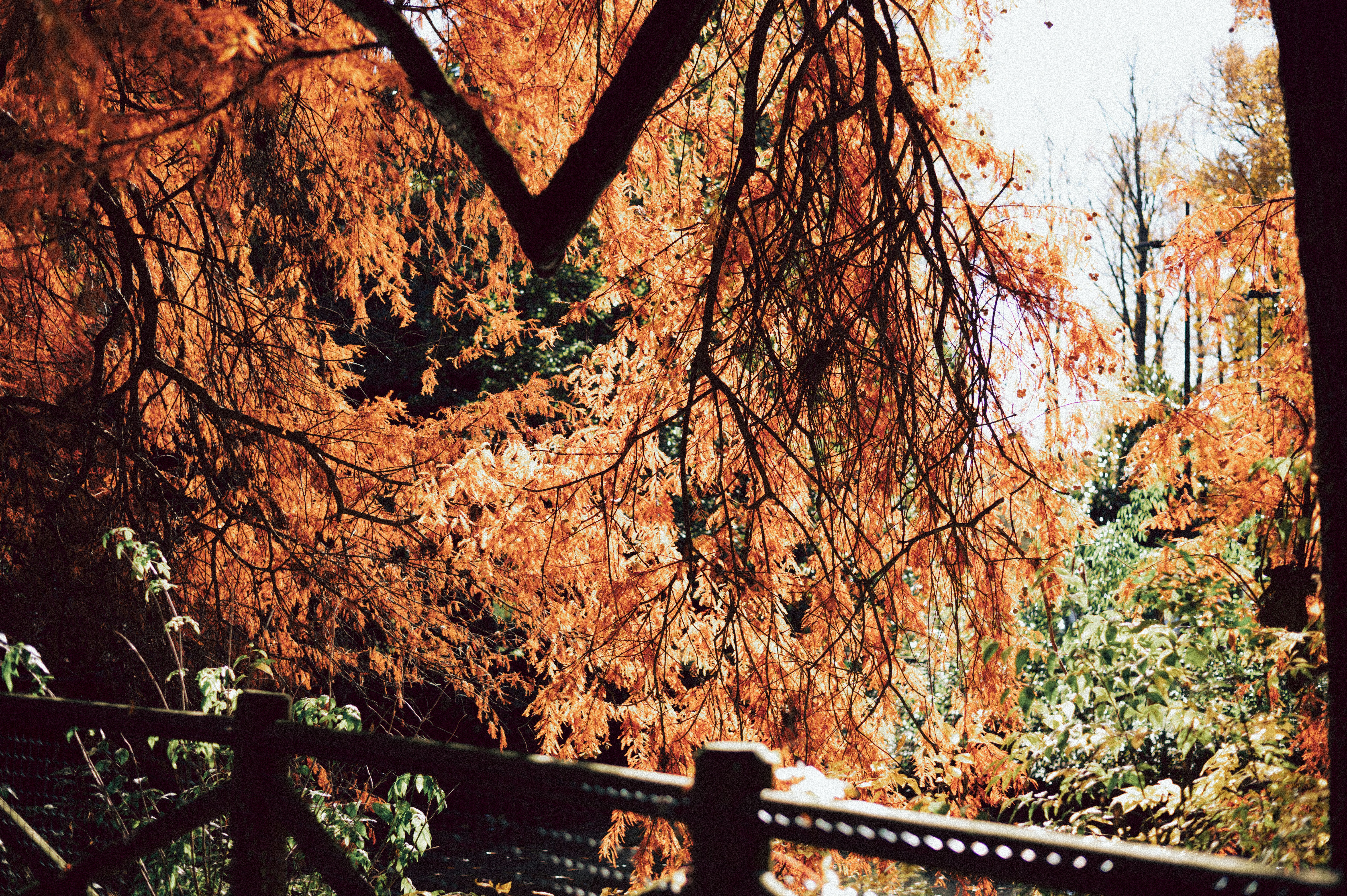 Herbstbäume mit lebendigem orangefarbenem und grünem Laub.