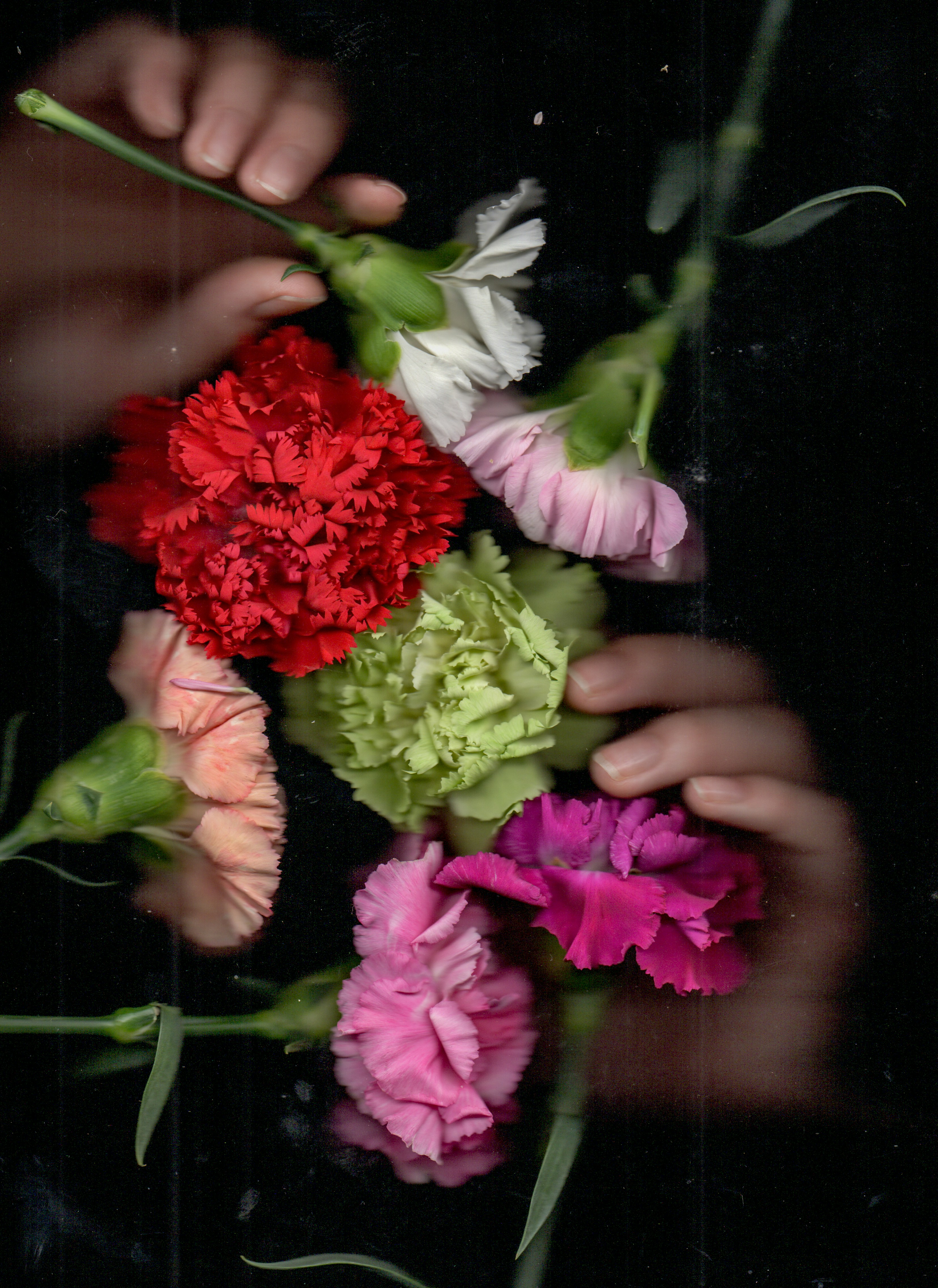 Hands arranging colorful carnations on dark background