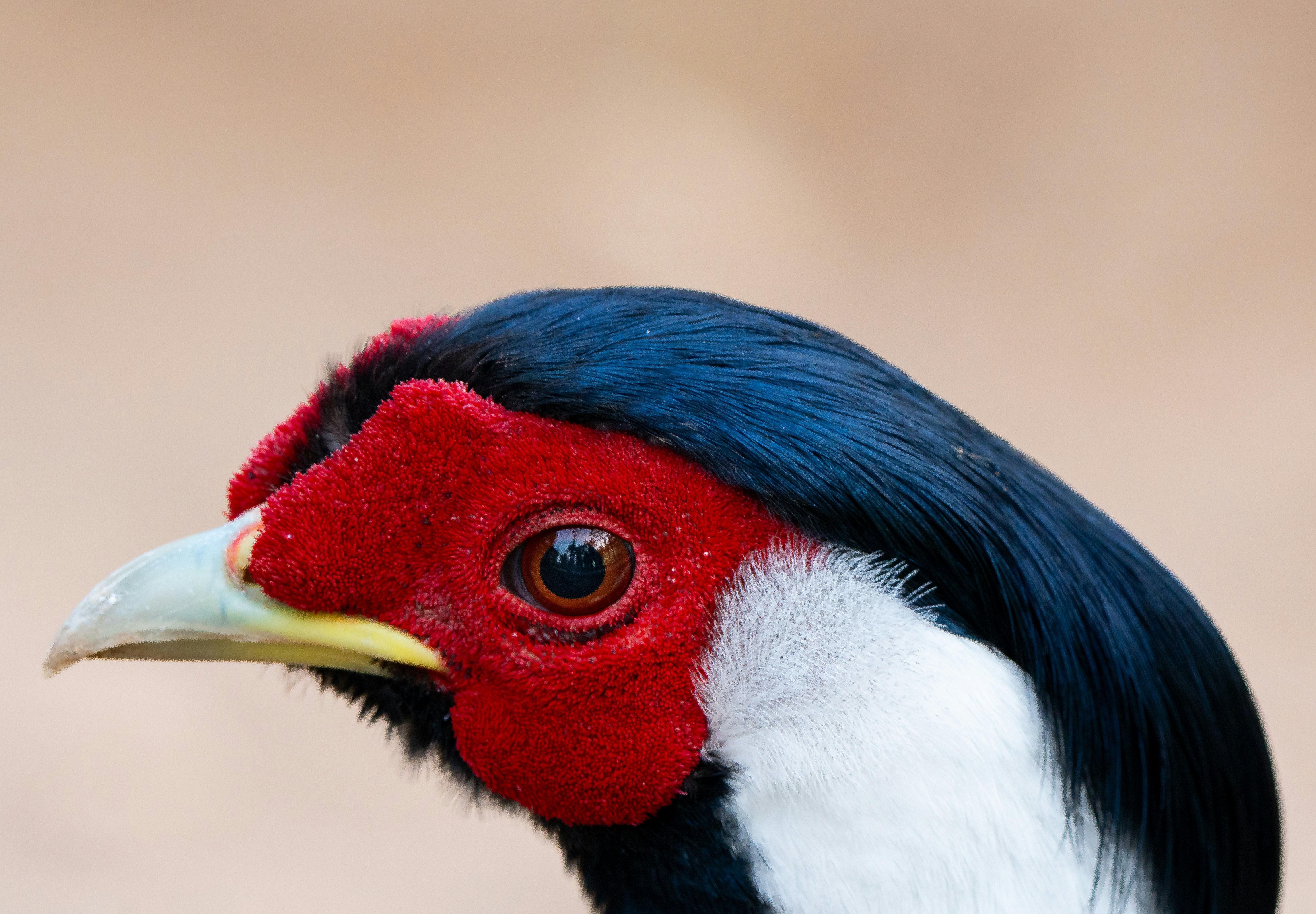 Close-up of a colorful pheasant's head