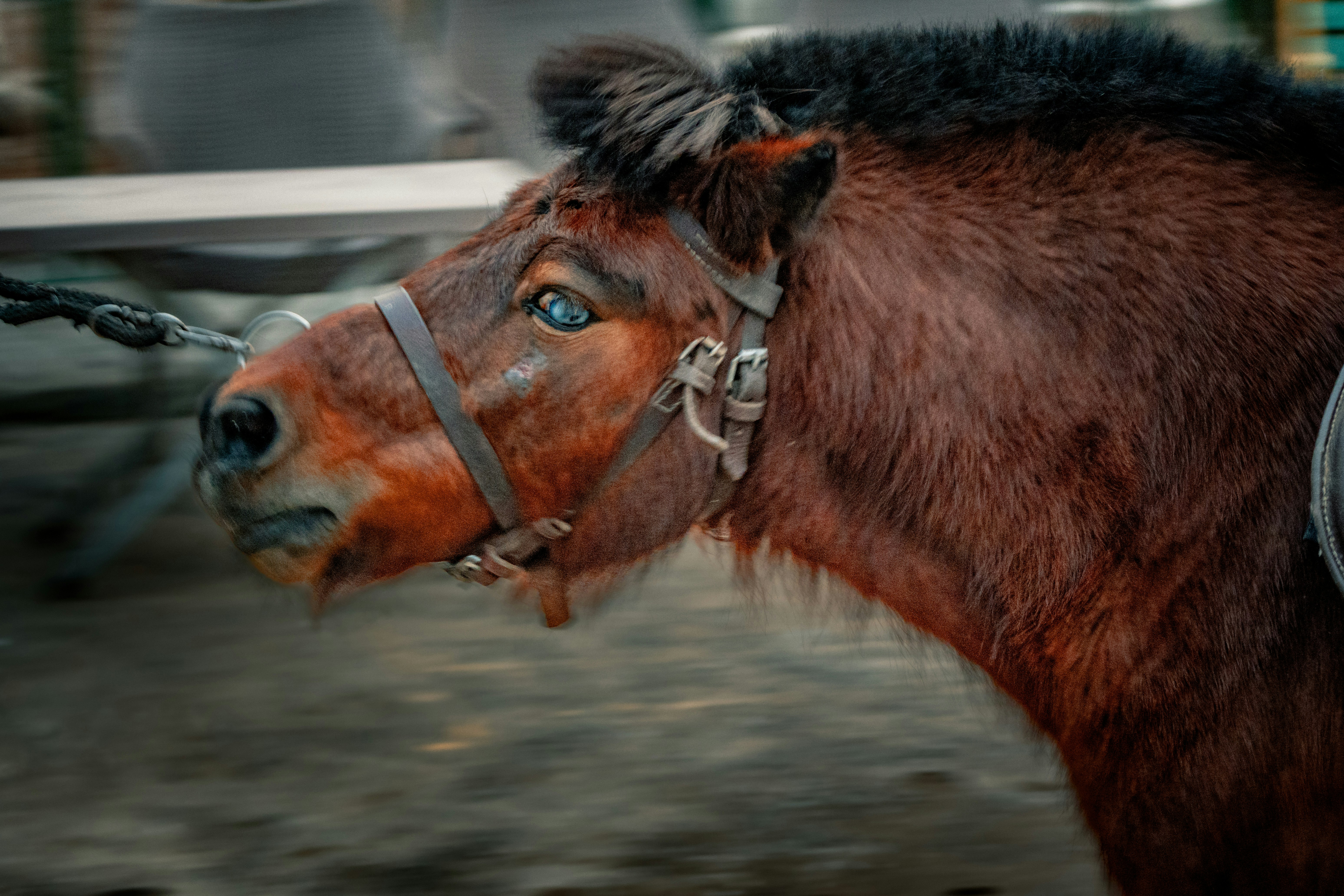 A brown horse with a bridle in motion