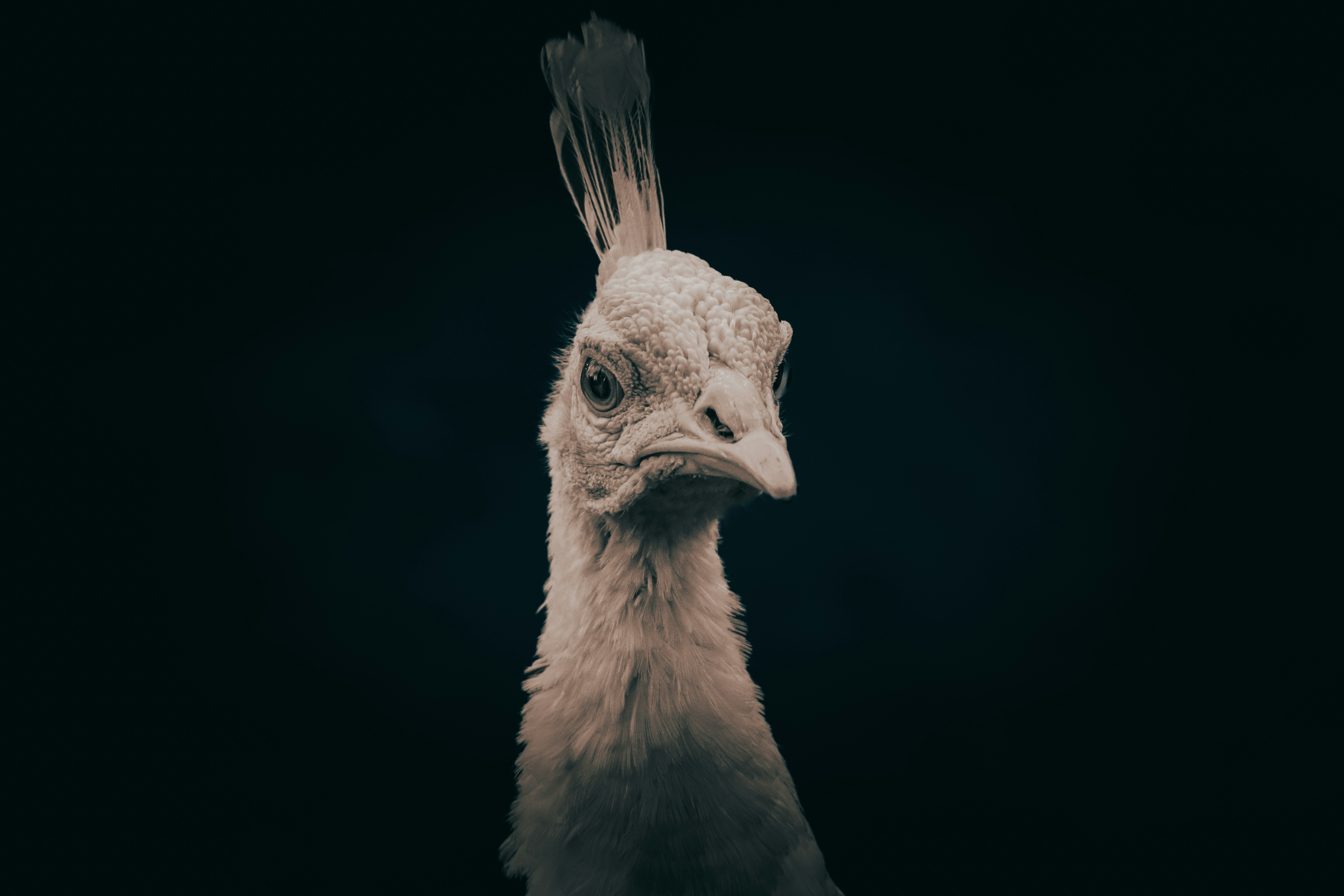A close-up of a white peacock with dark background