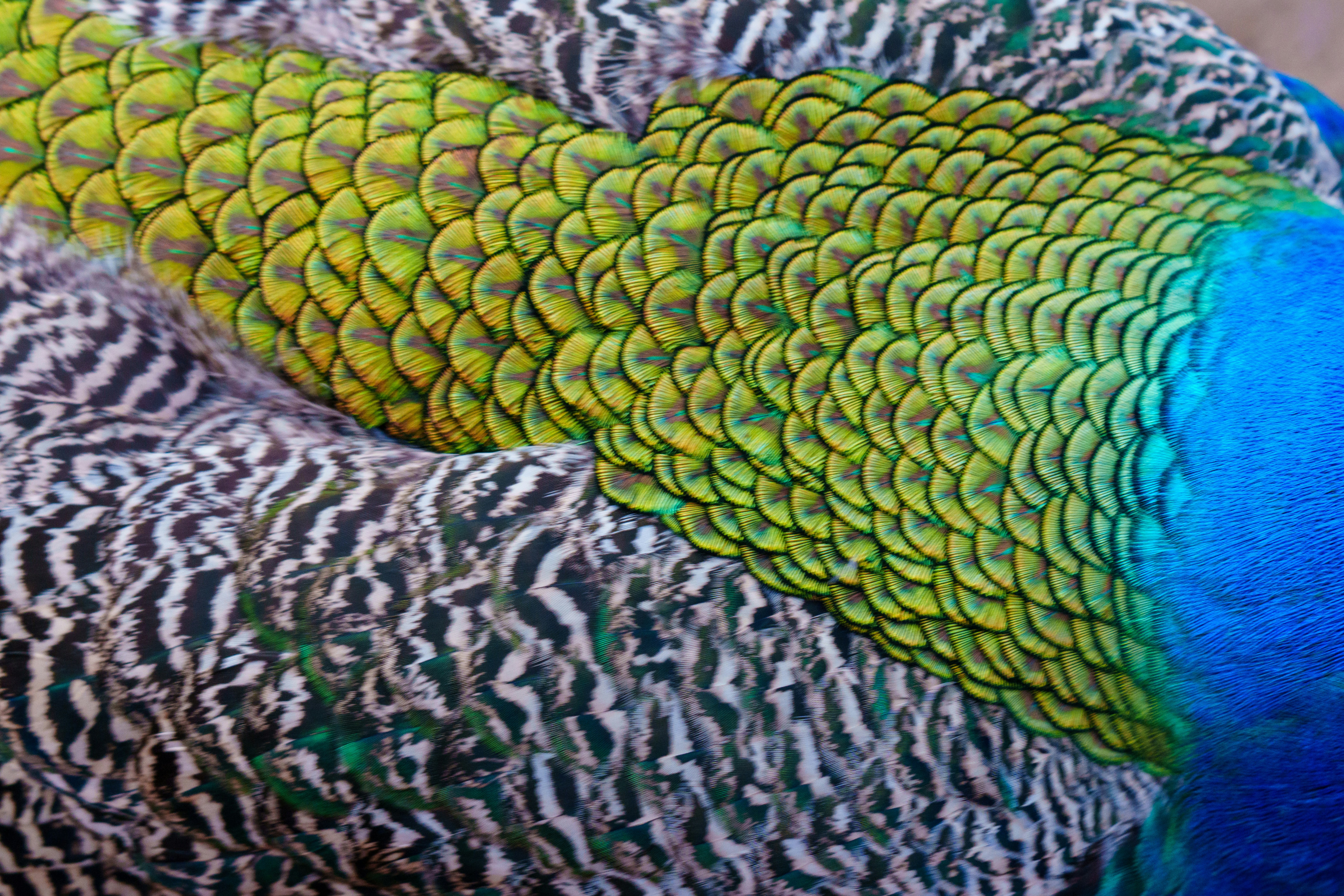 Close-up of iridescent peacock feathers with intricate patterns.