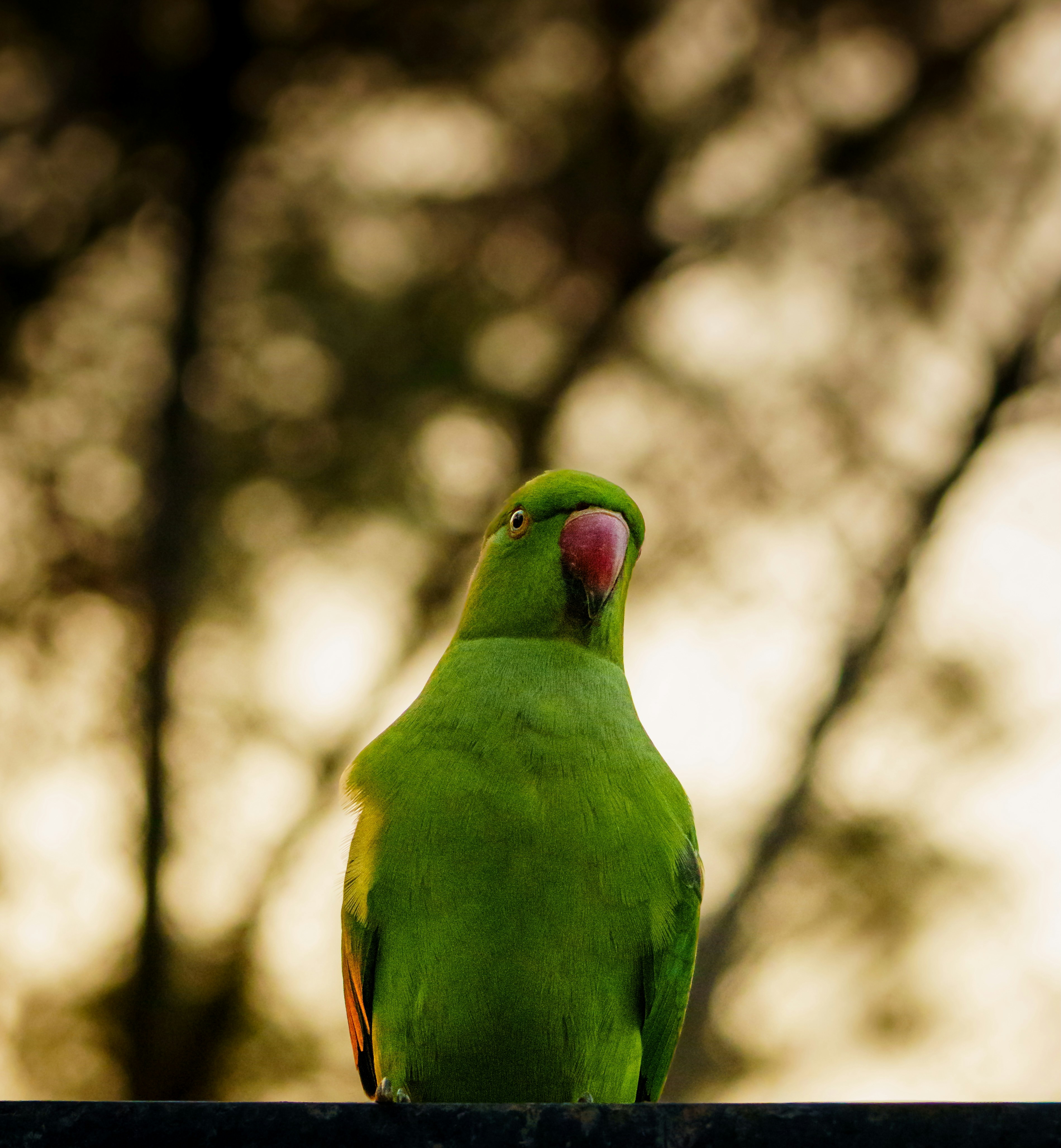 A bright green parrot with a pink beak.