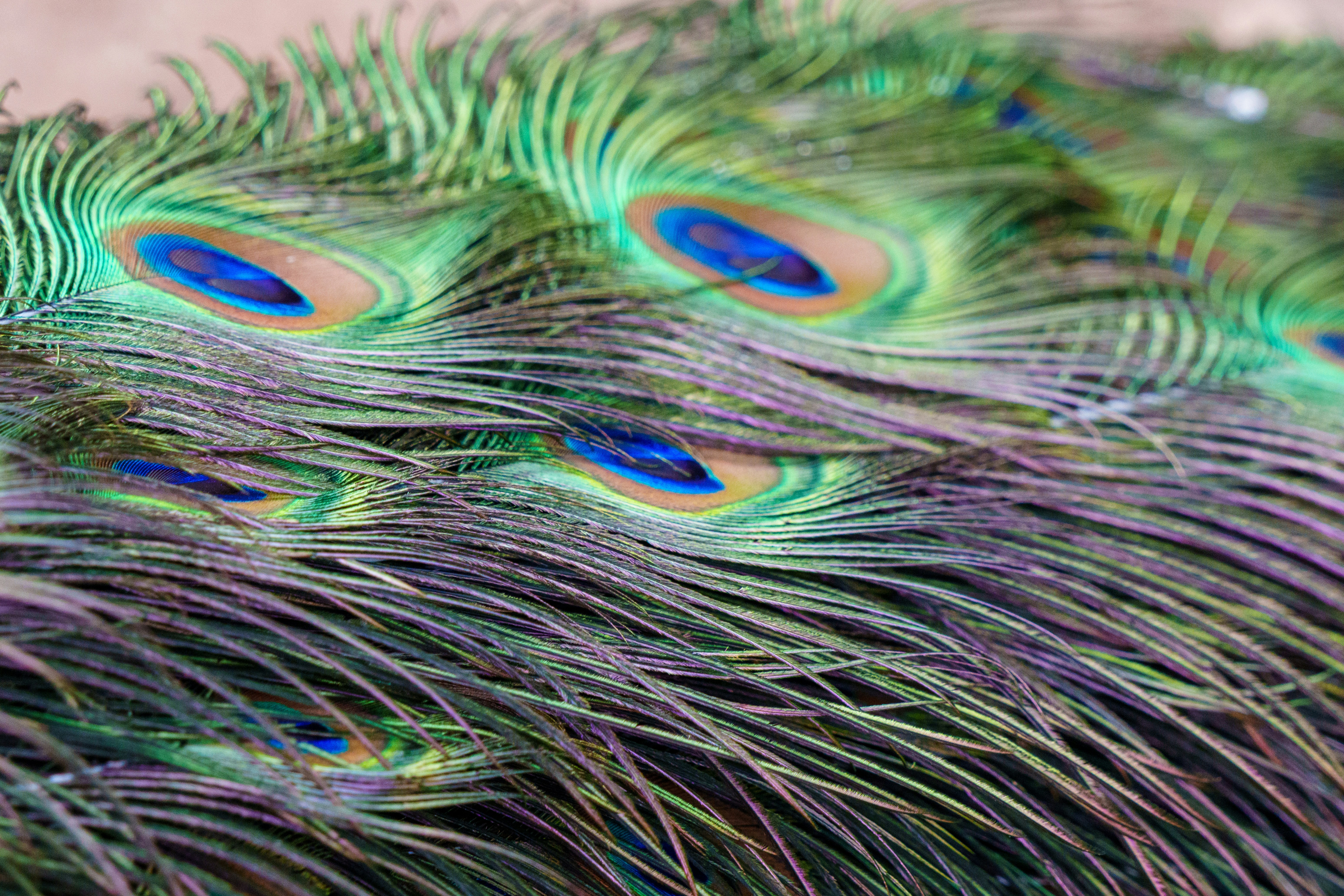 Peacock Feather Eyeliner · How To Create A Dramatic Eye Makeup Look ·  MakeUp Techniques on Cut Out + Keep, image size:3000x2000