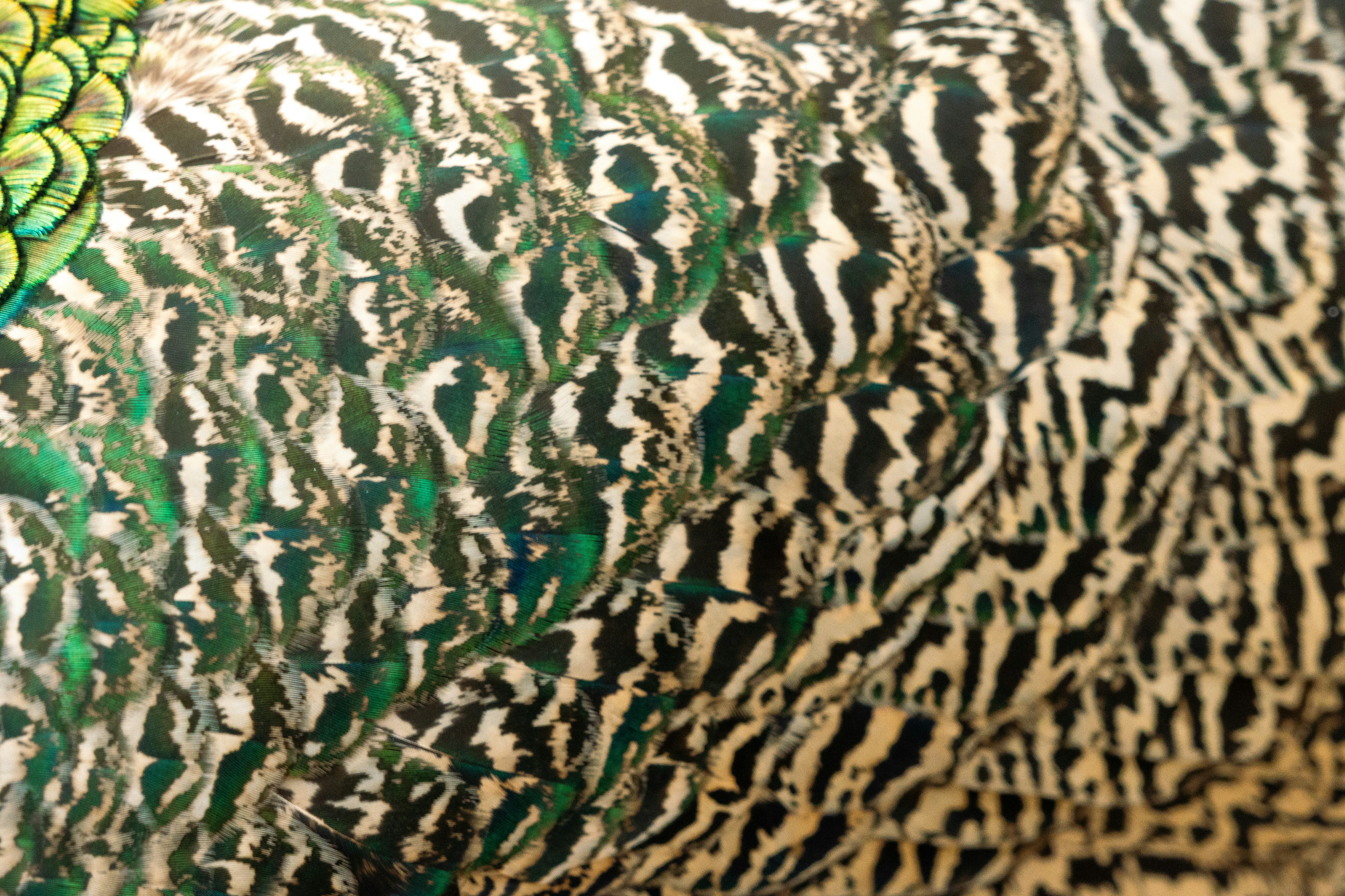 Close-up of peacock feathers with green and black patterns.