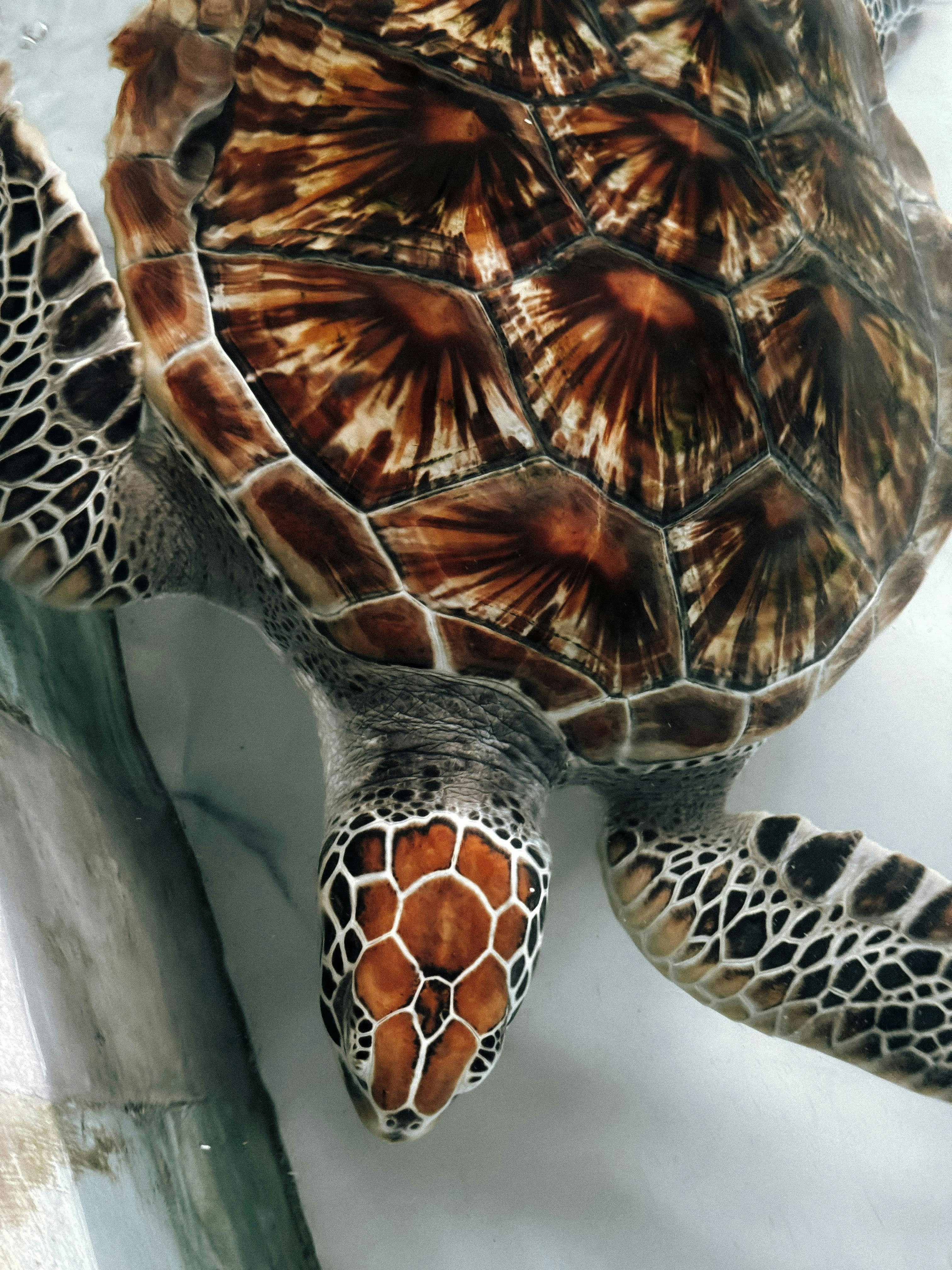 A sea turtle swims in clear water.
