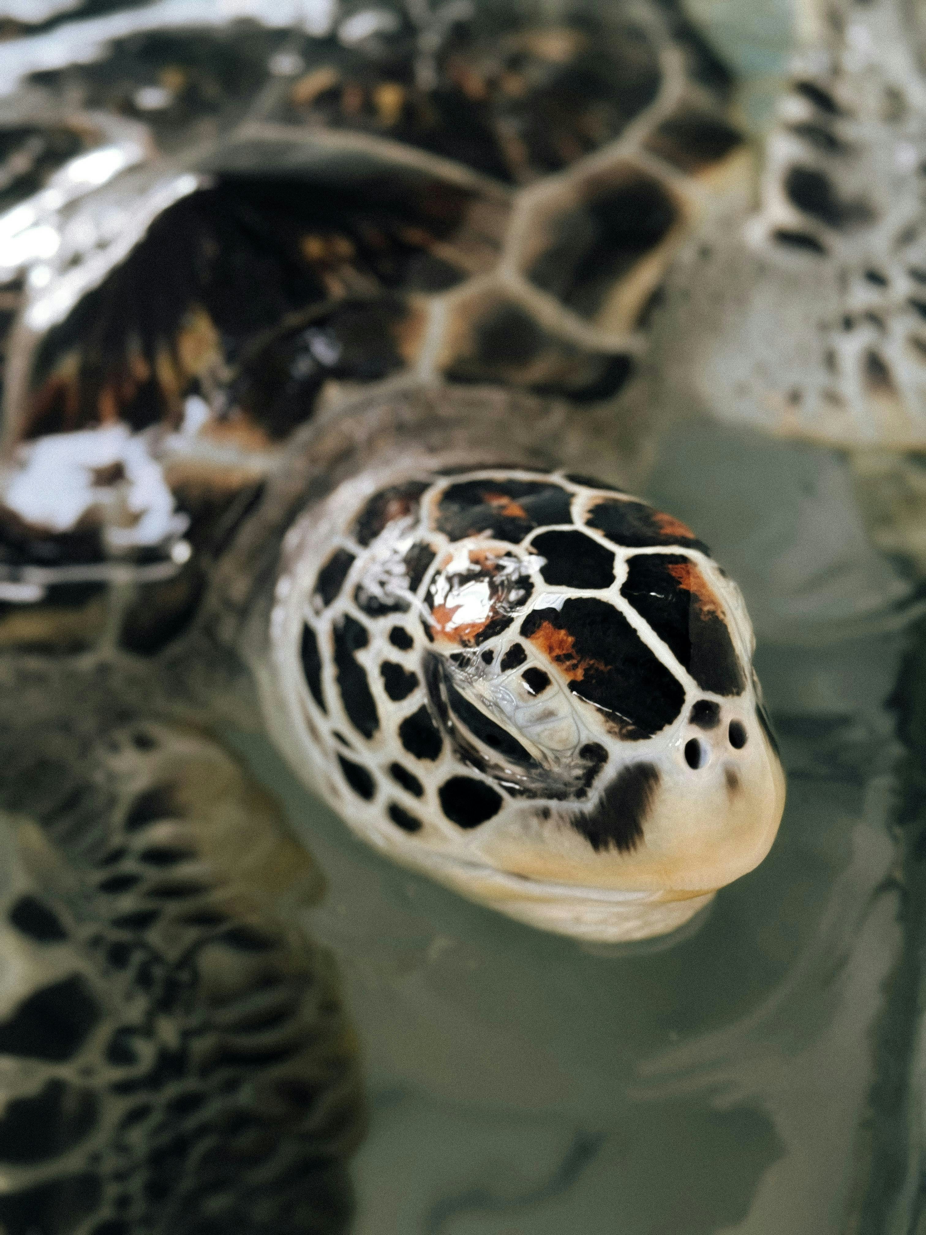 A close-up of a sea turtle's head above water.
