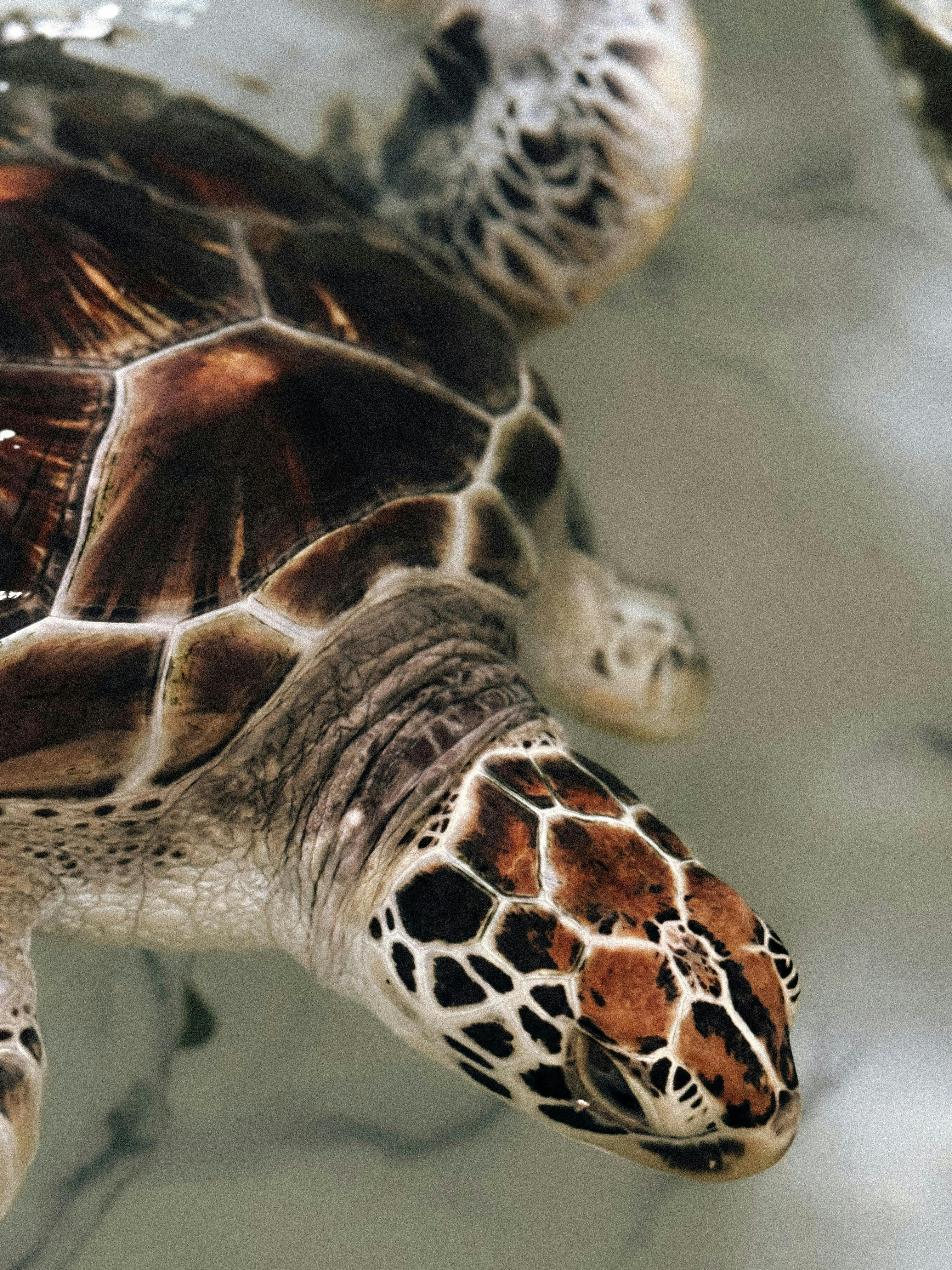 A close-up of a sea turtle swimming in clear water.