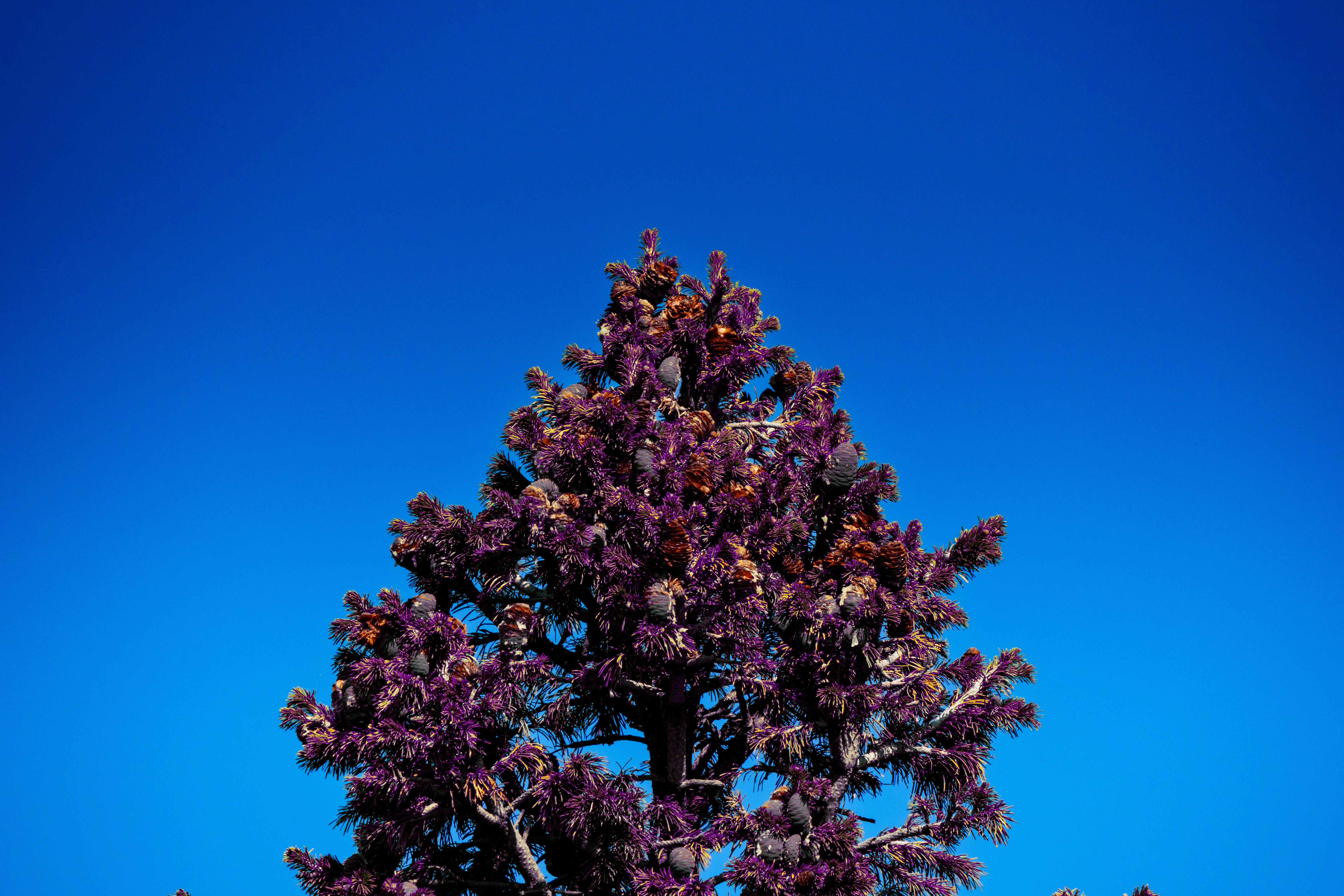 A single pine tree against a bright blue sky