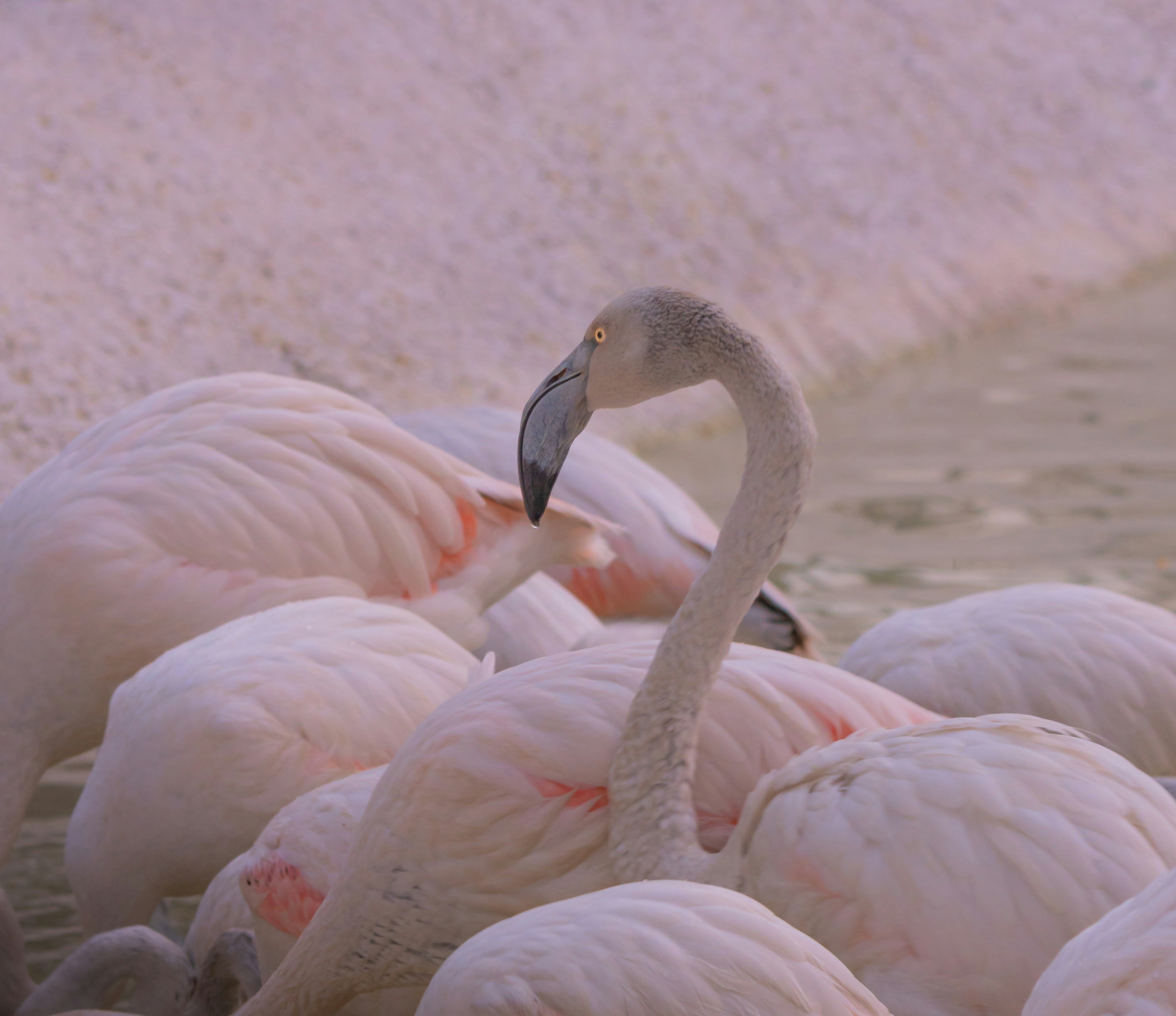 A flock of pink flamingos gathered together