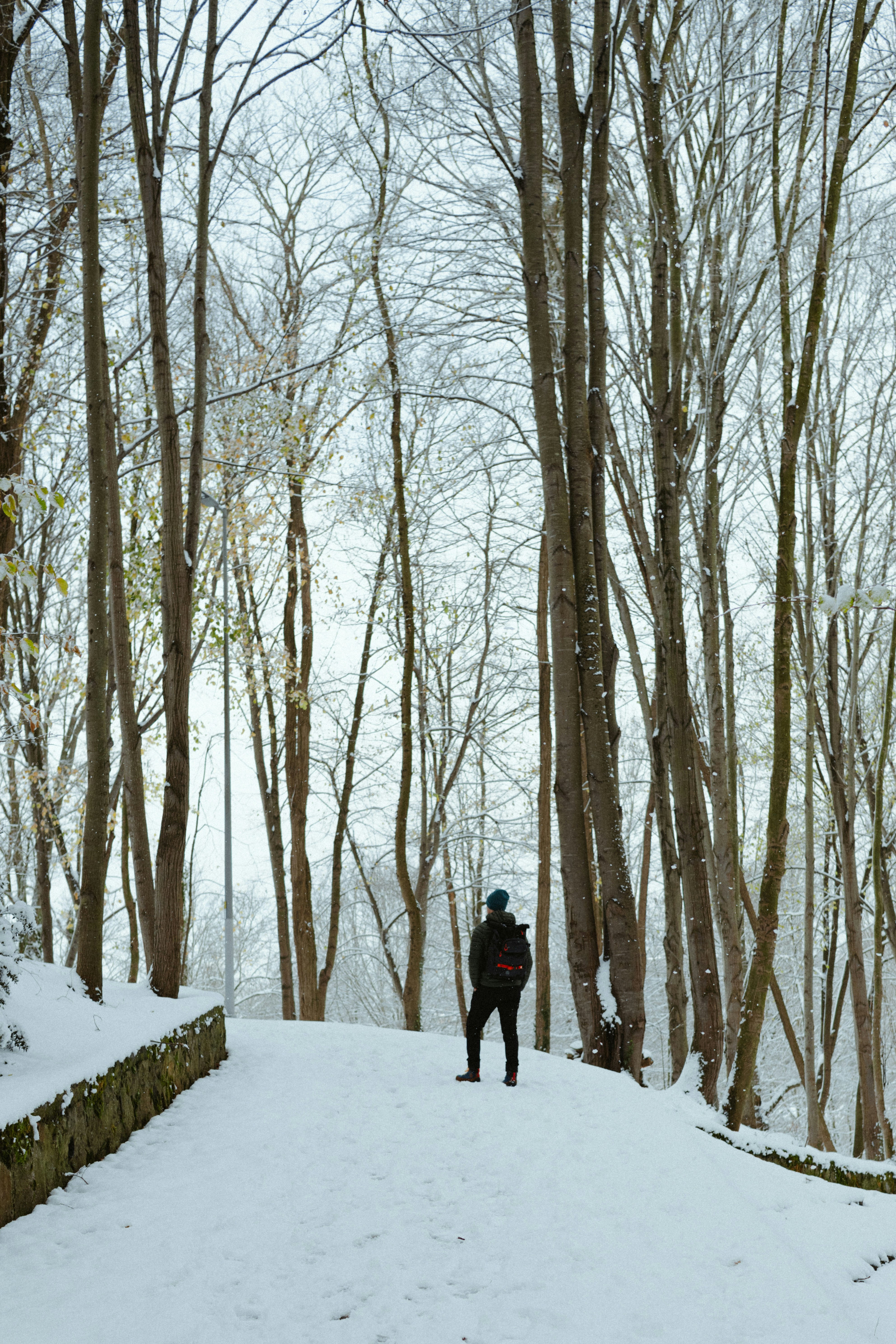Person standing on snowy path in bare trees
