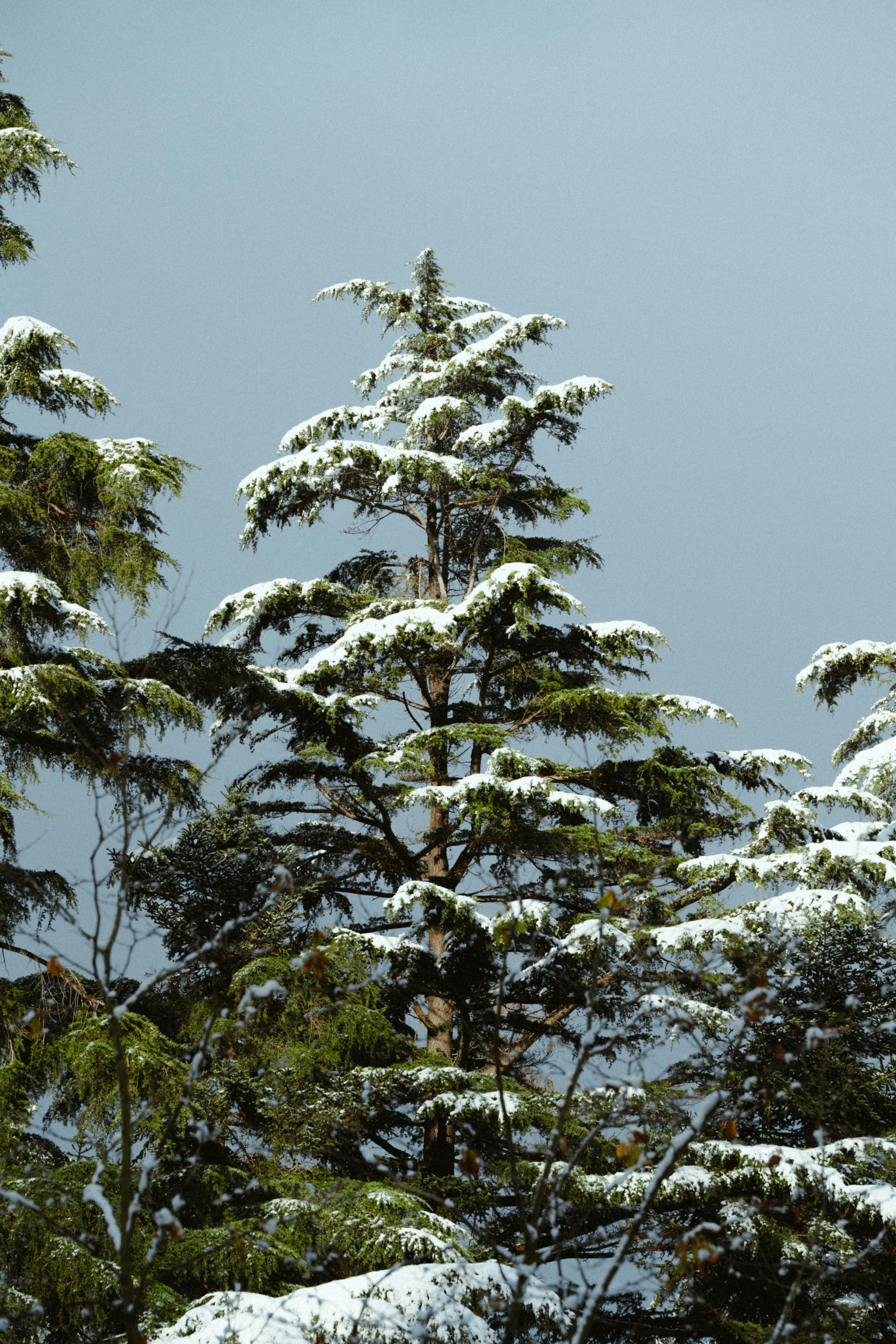 Snow-covered evergreen trees under a cloudy sky.