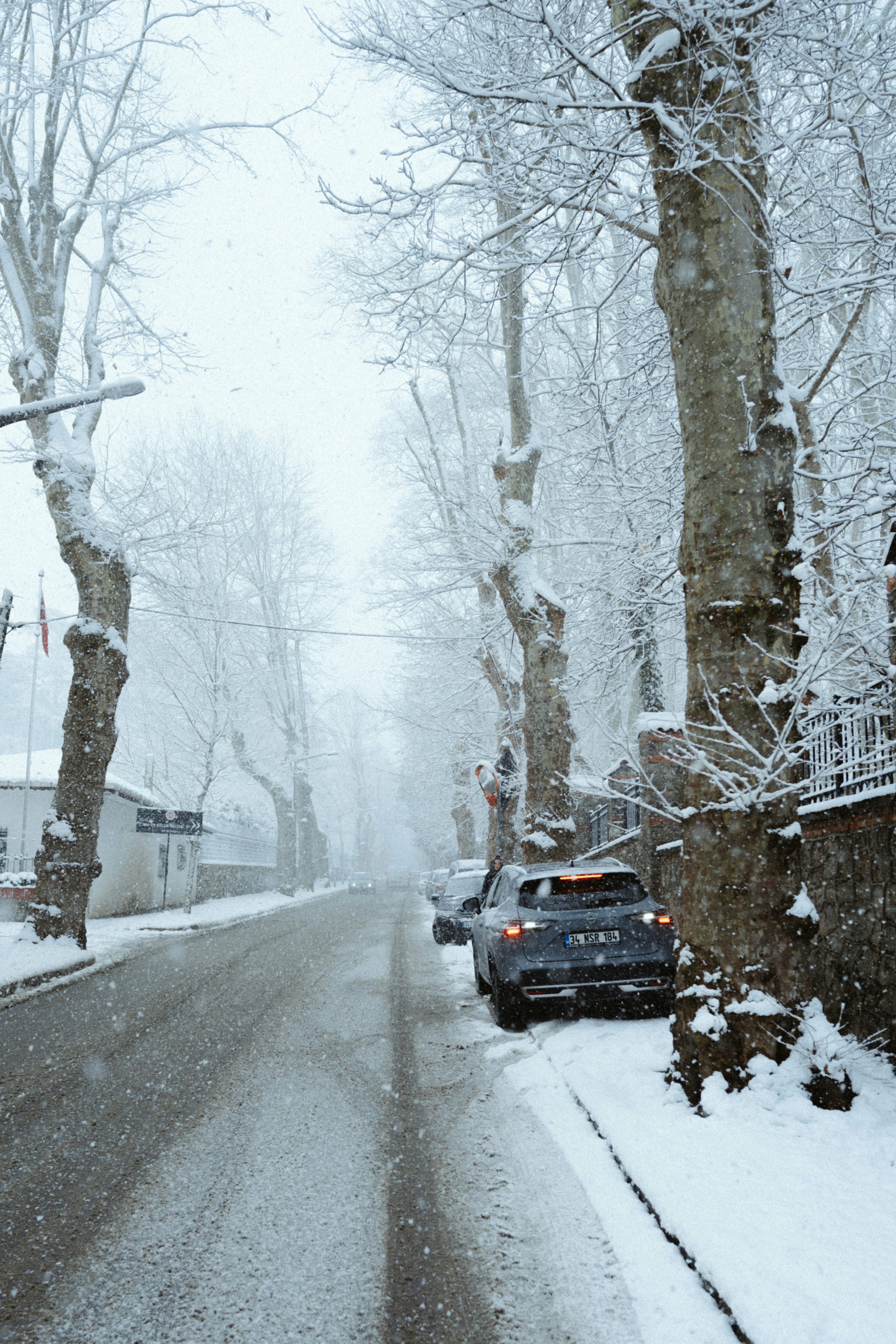Snowfall on a tree-lined street with parked cars.