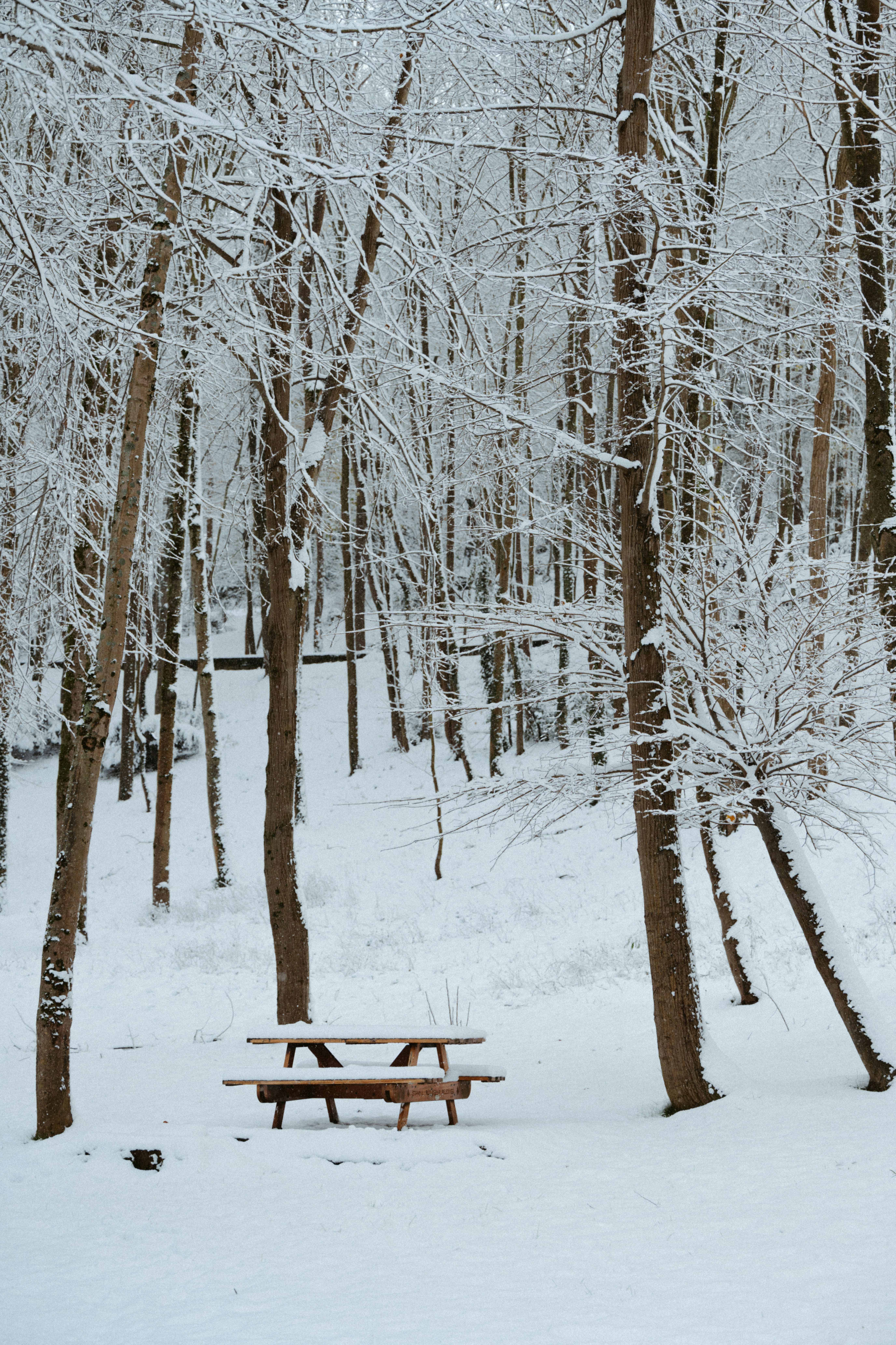 Snow-covered trees and picnic table in winter forest.