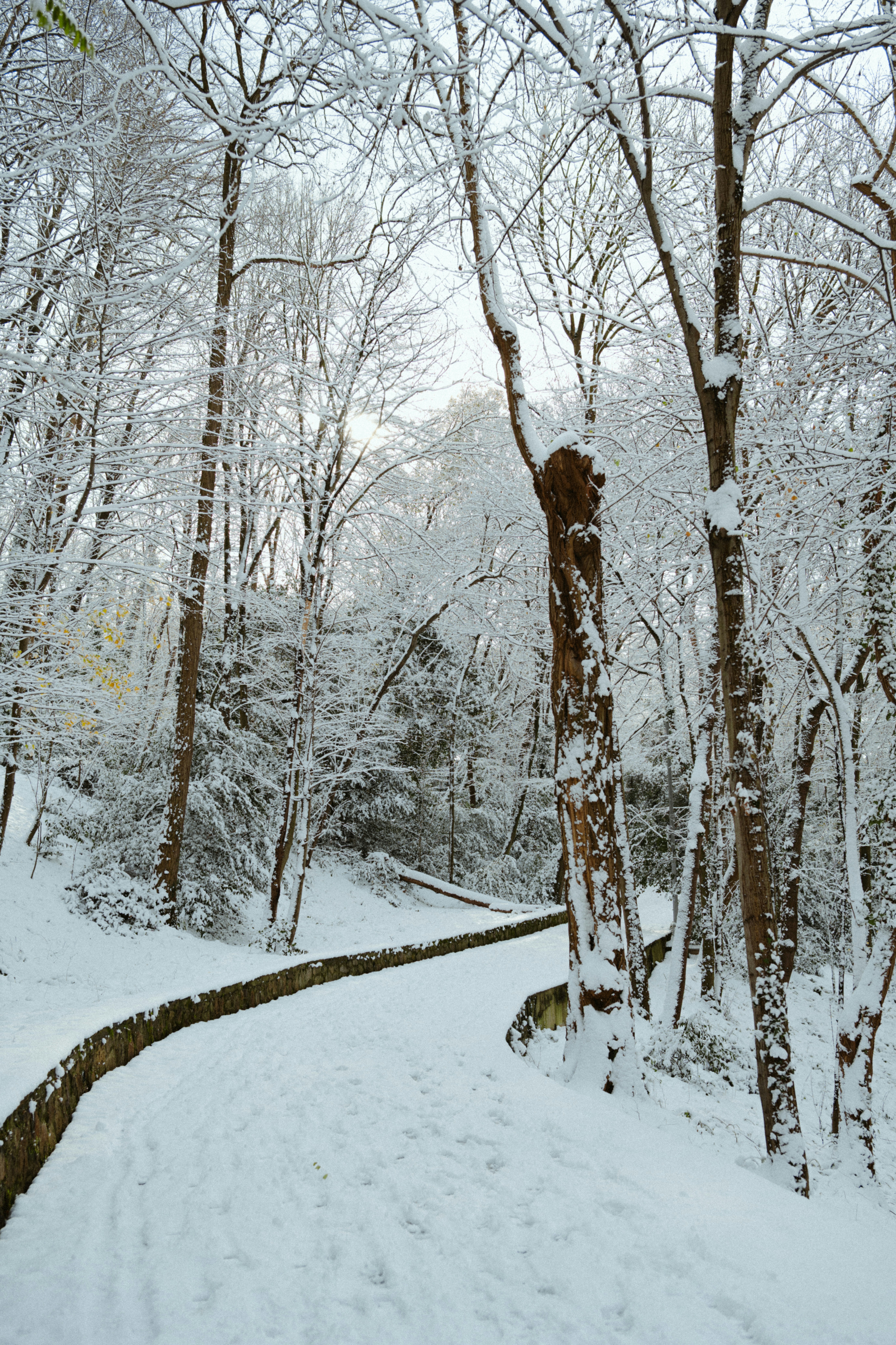 Snow-covered path winds through a winter forest.