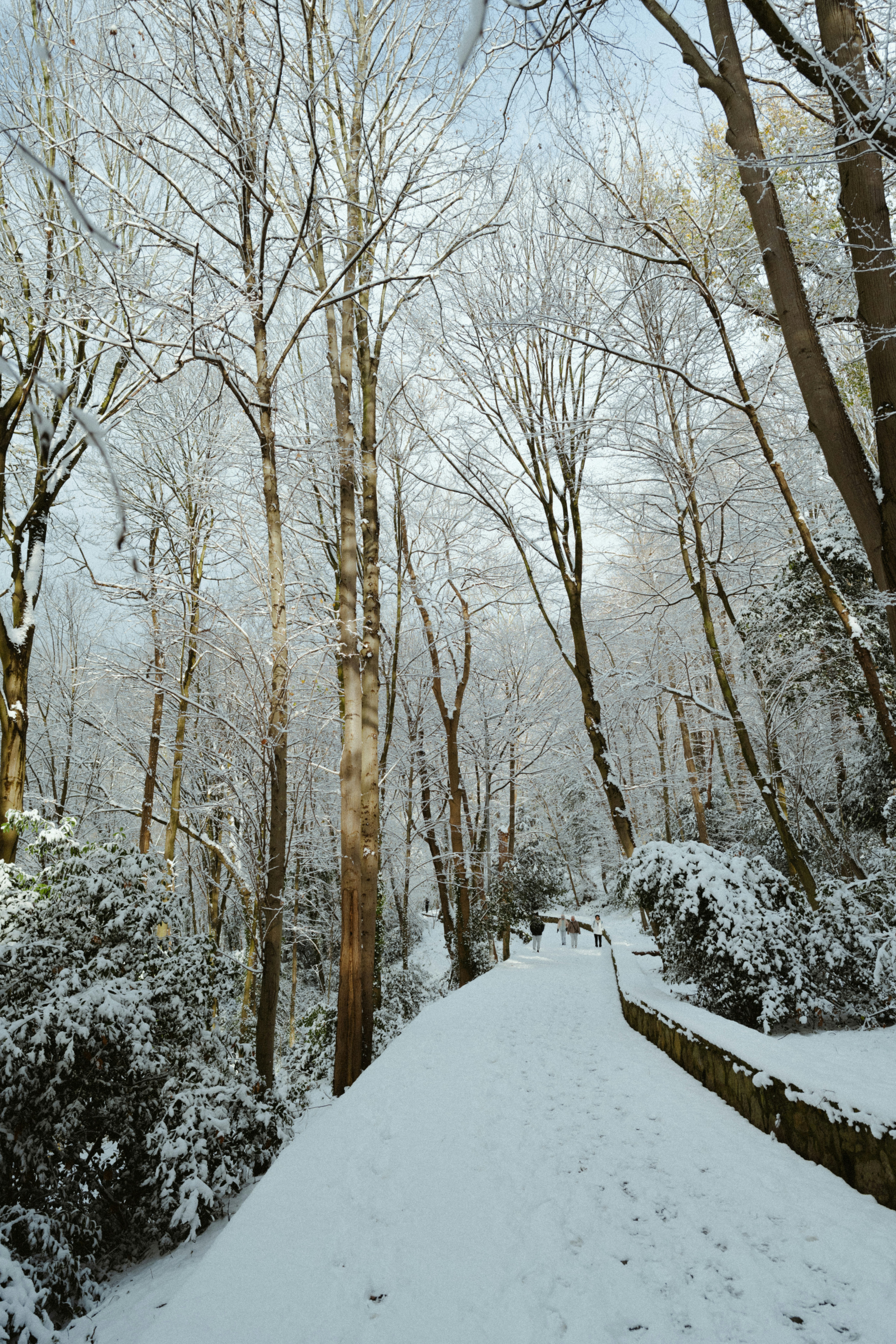 A snowy path winds through bare trees in winter.