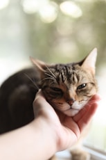 A hand gently petting a tabby cat