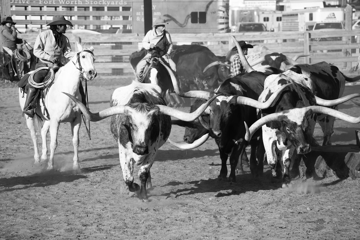 Fort Worth Texas Stockyards National Historic District with cowboys and longhorn cattle drive