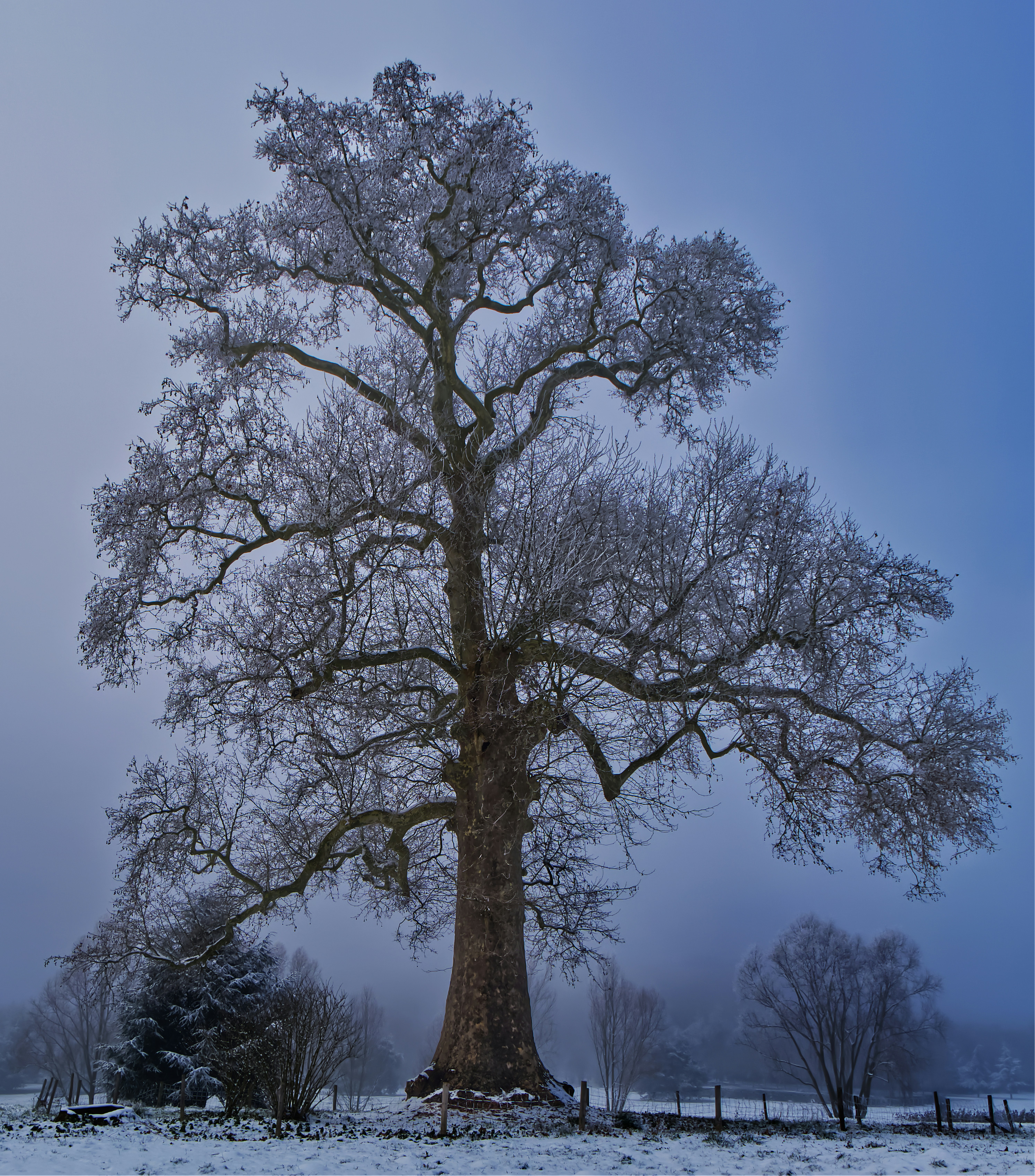 Árvore nua coberta de geada em um dia de inverno enevoado.