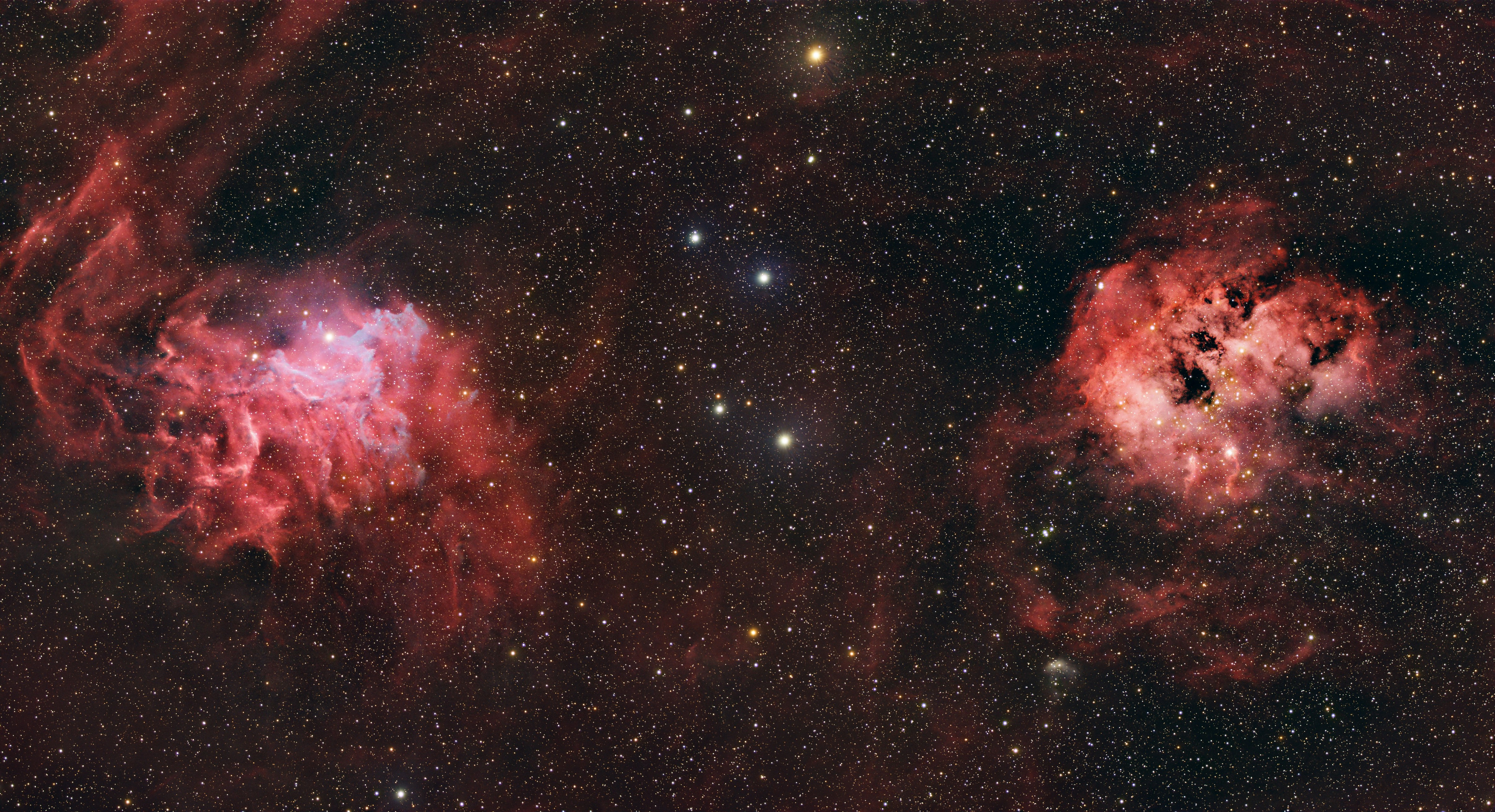 This Is How Buy Yorkshire Mix Puppies Will Look In 10 Years