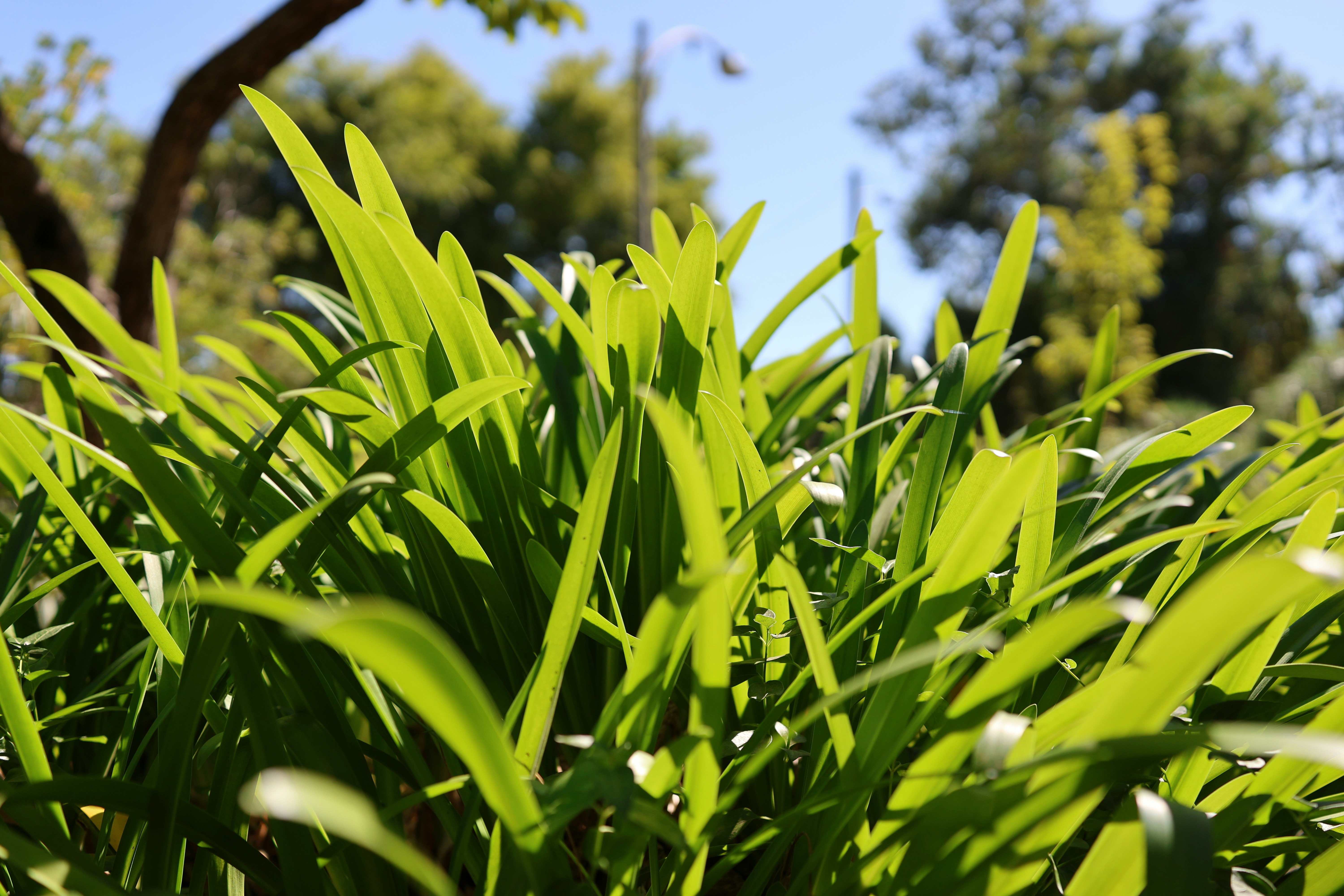 Lush green grass with sunlight filtering through.