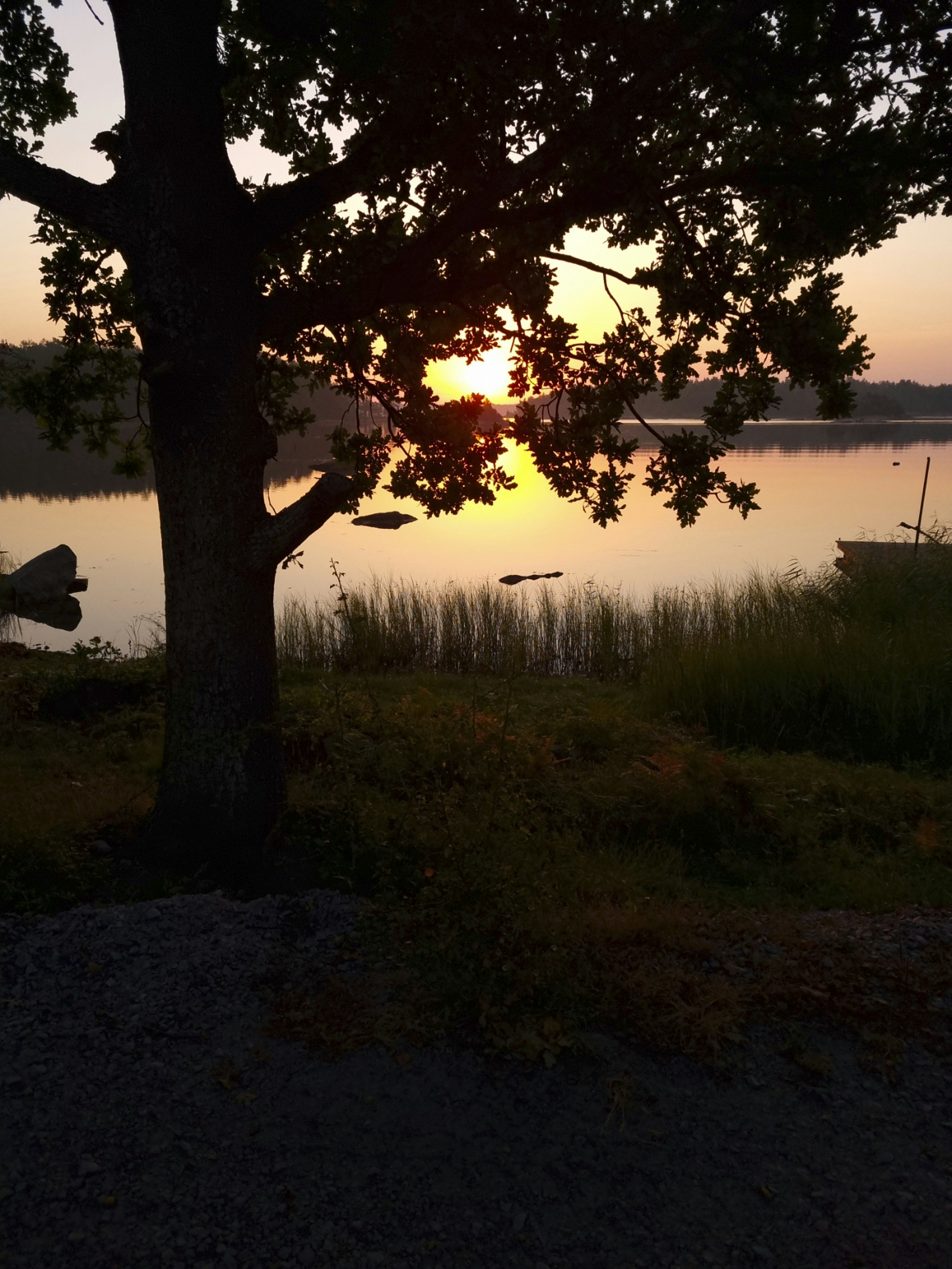 Silhouette eines Baumes vor einem See bei Sonnenuntergang.