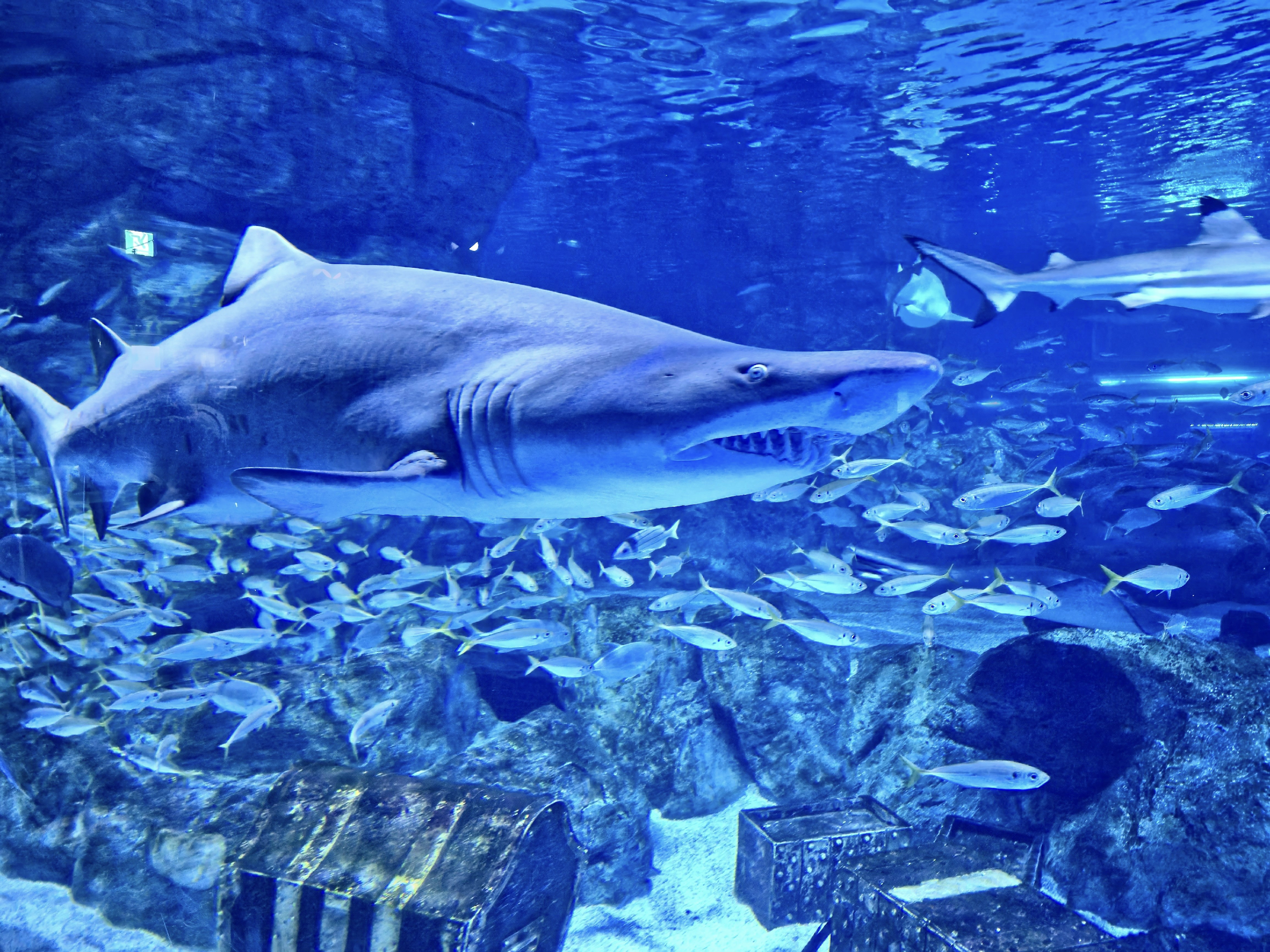 A large shark swims with a school of fish.