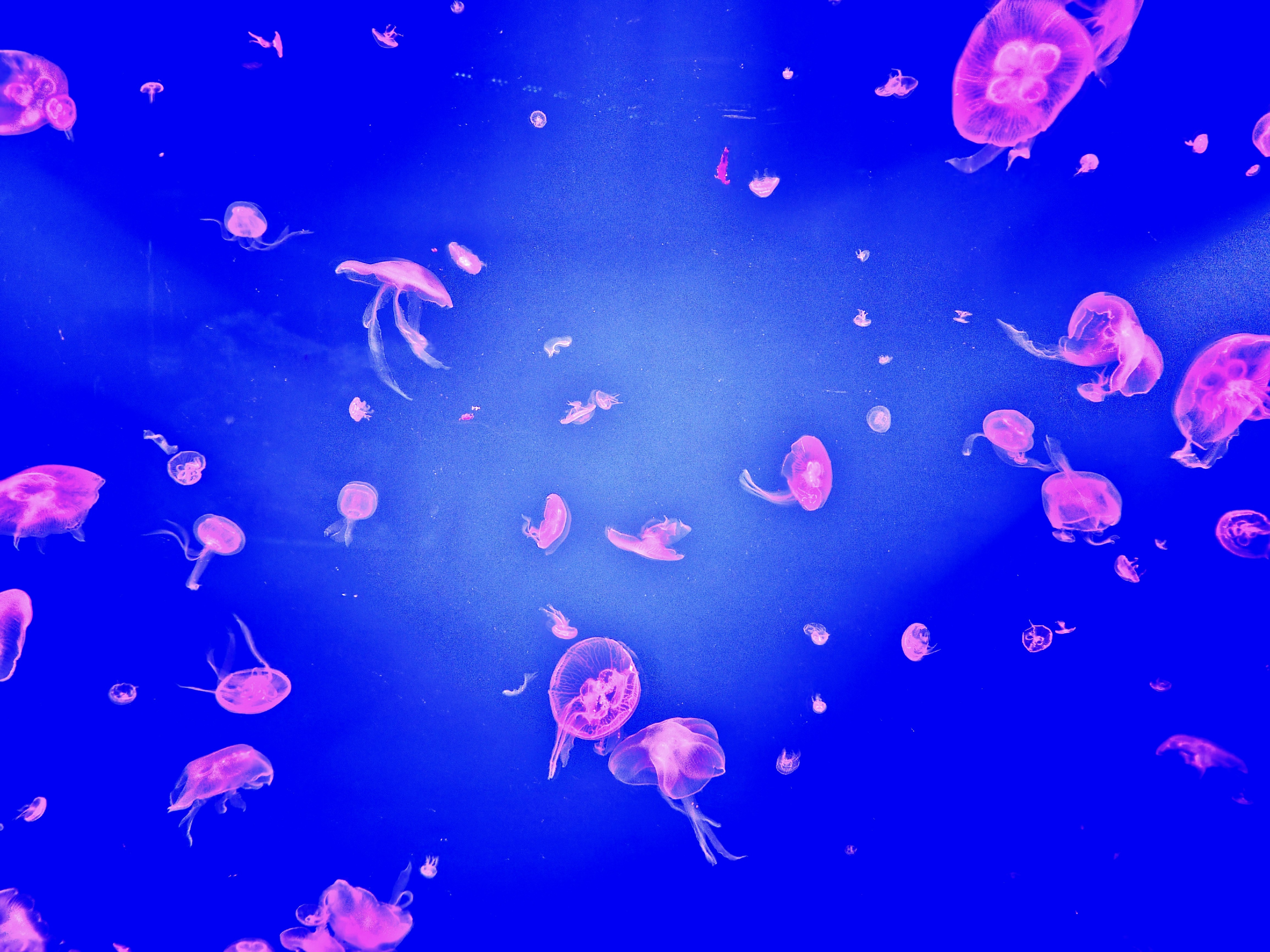 Pink jellyfish swim in a deep blue ocean.