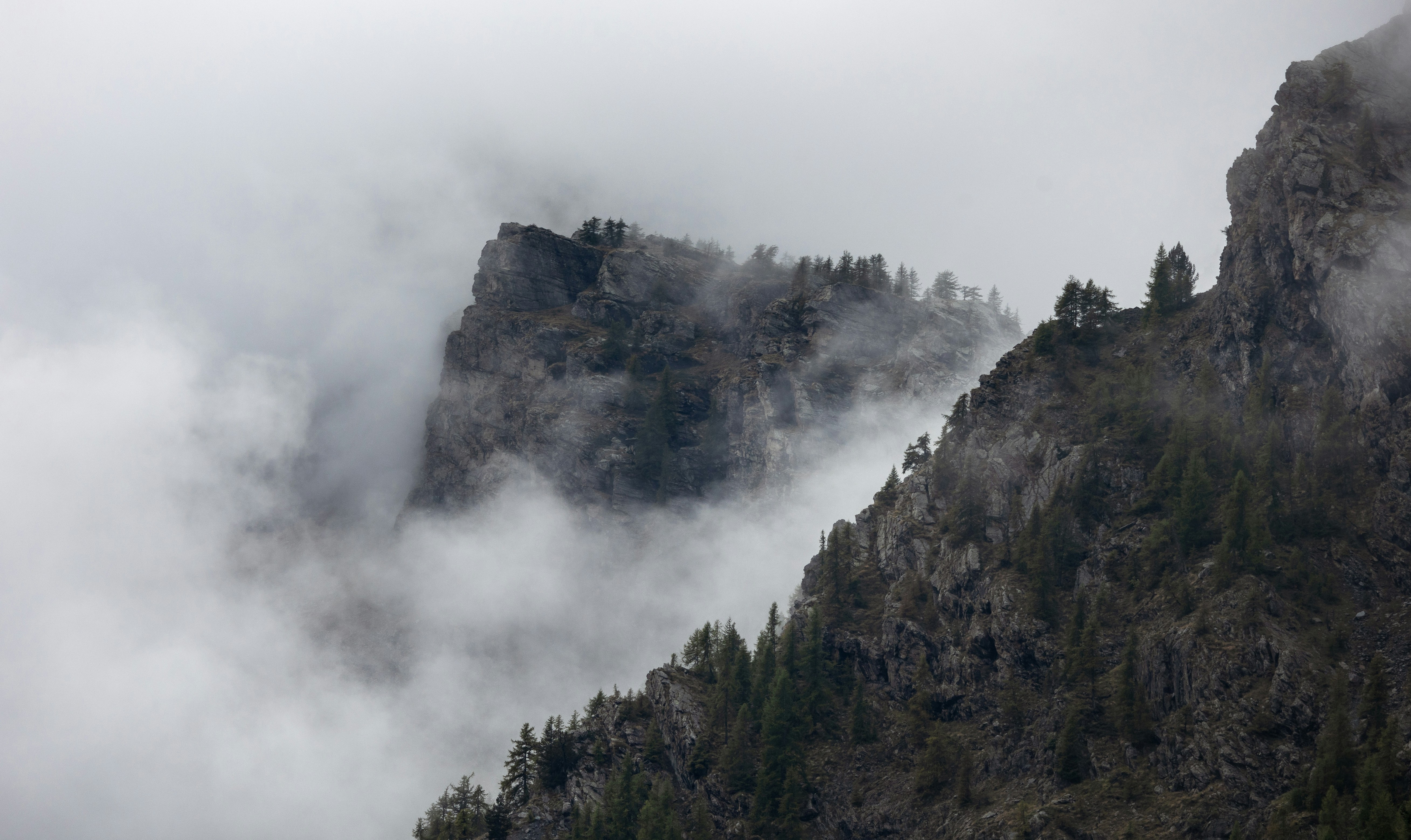 Misty mountains with pine trees on rocky slopes.