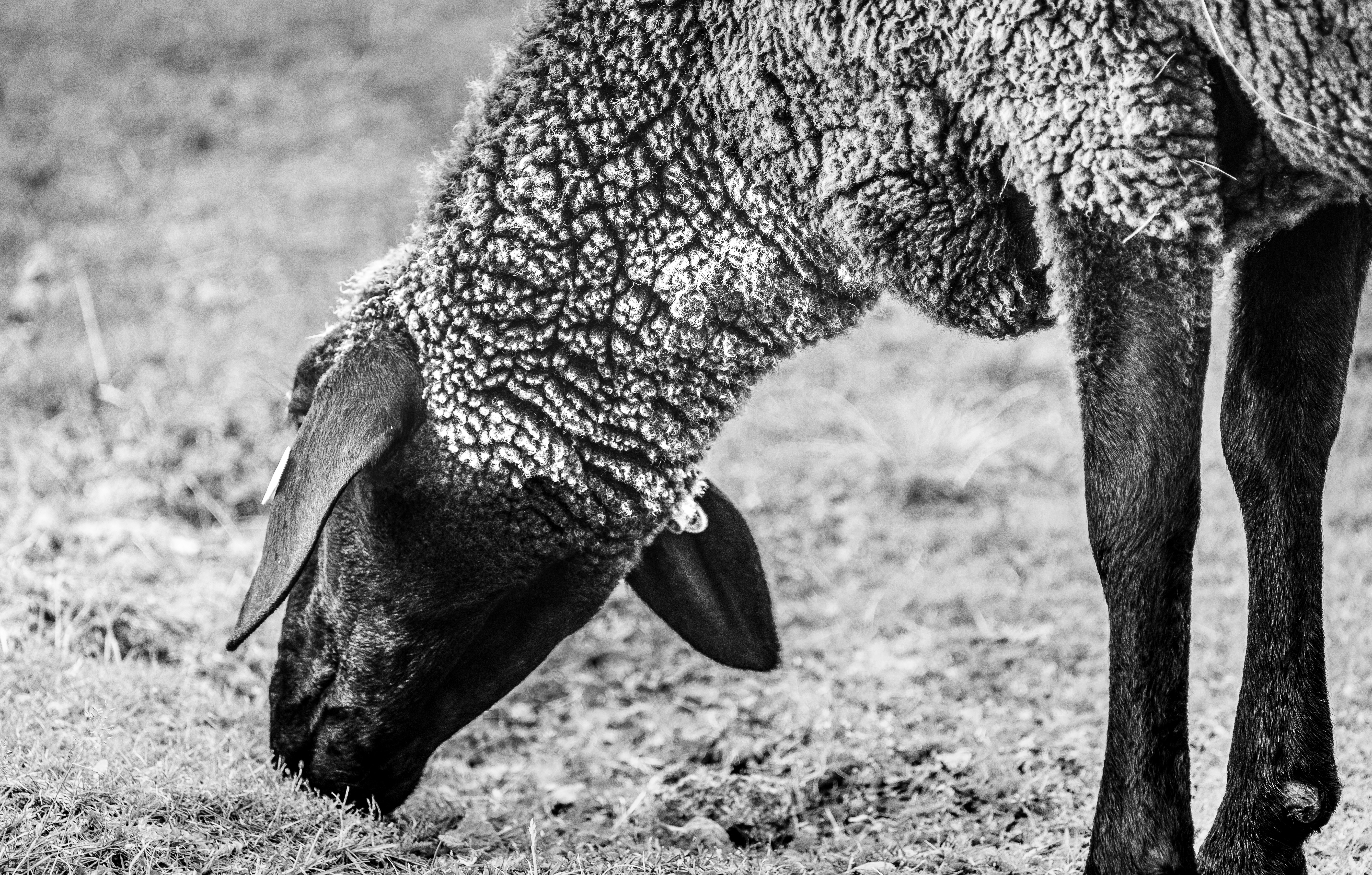 A black and white sheep grazing in a field