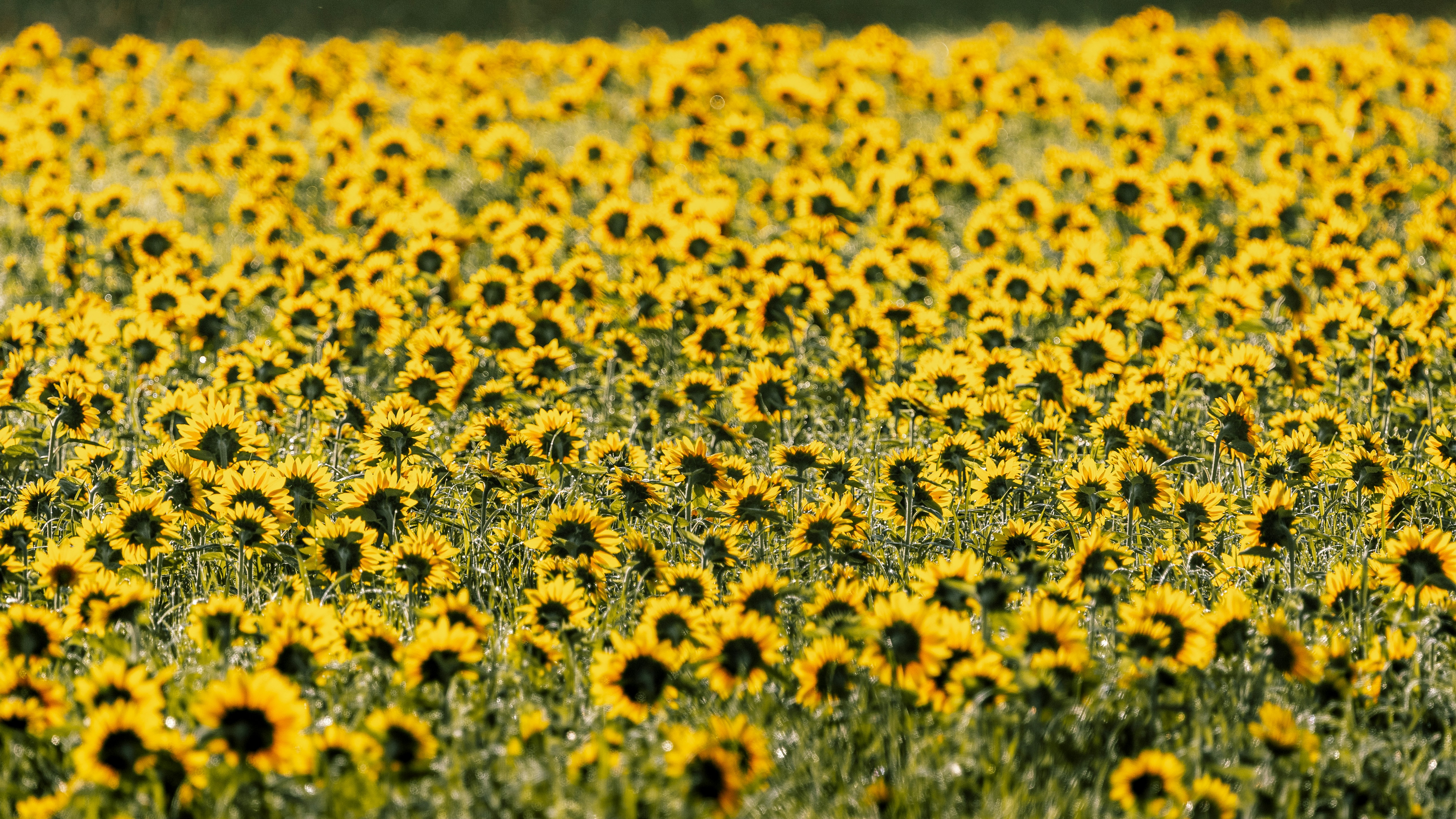 A vast field of blooming sunflowers under sunlight.