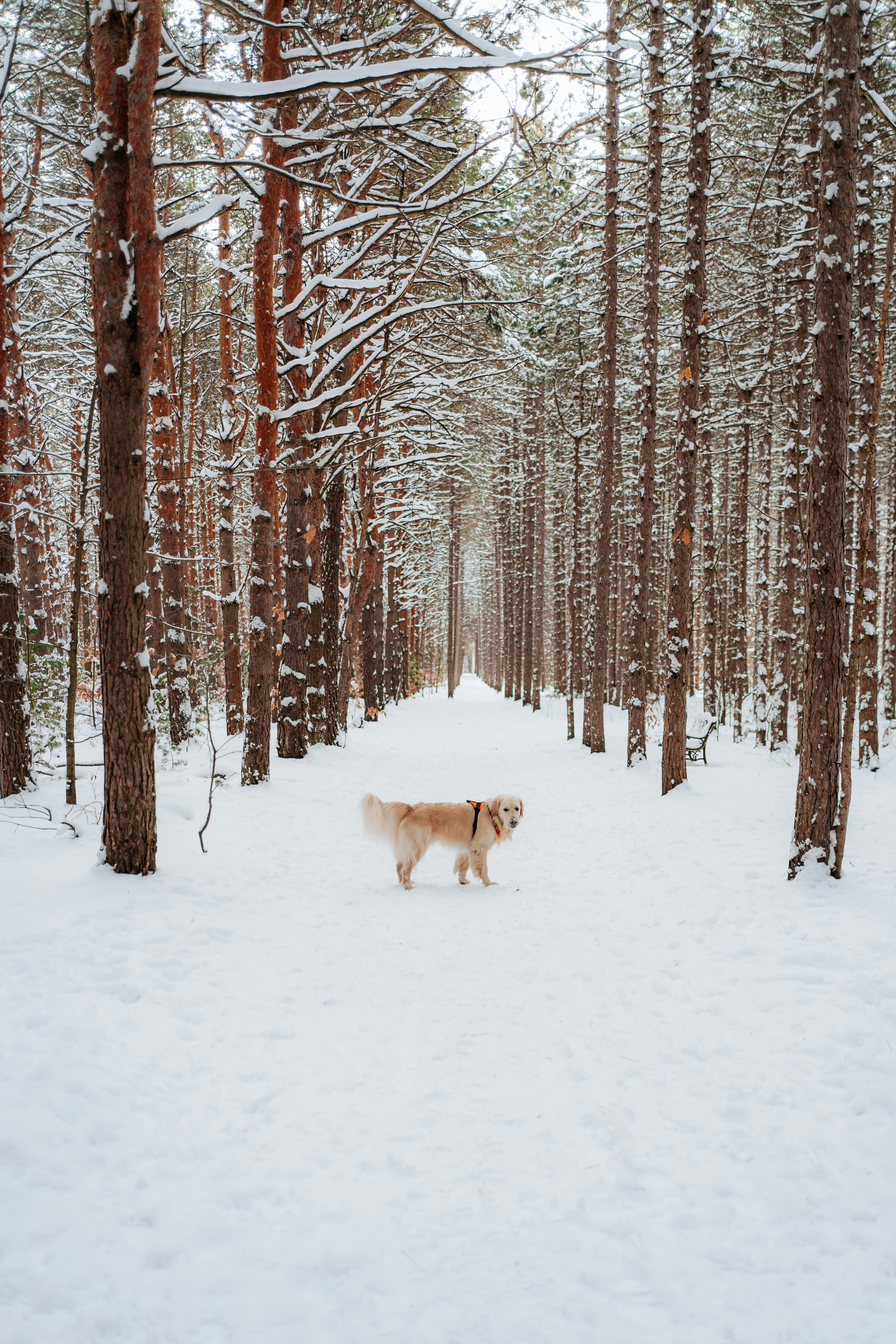 A golden retriever walks down a snowy forest path