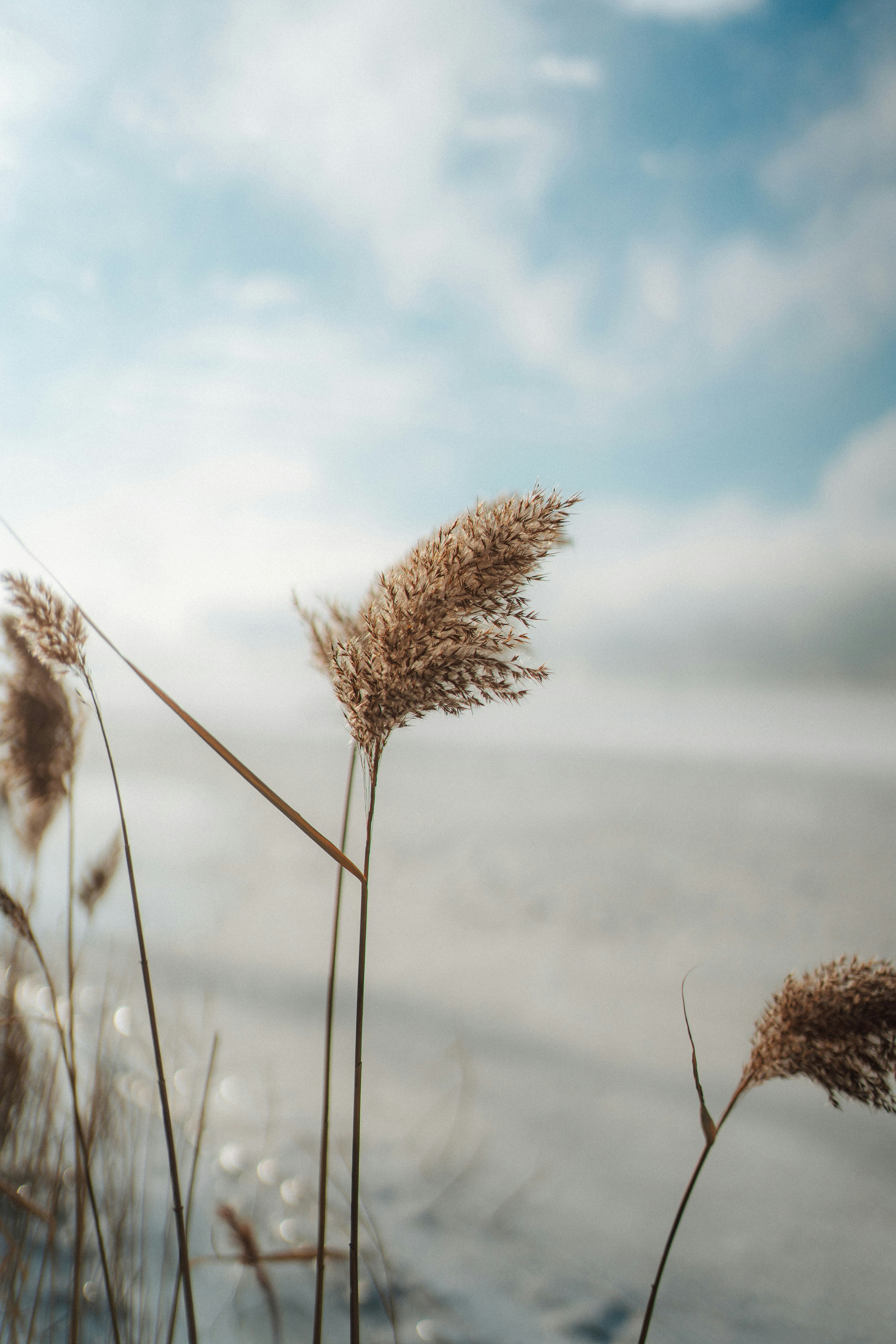 Tall dry grass against a cloudy sky