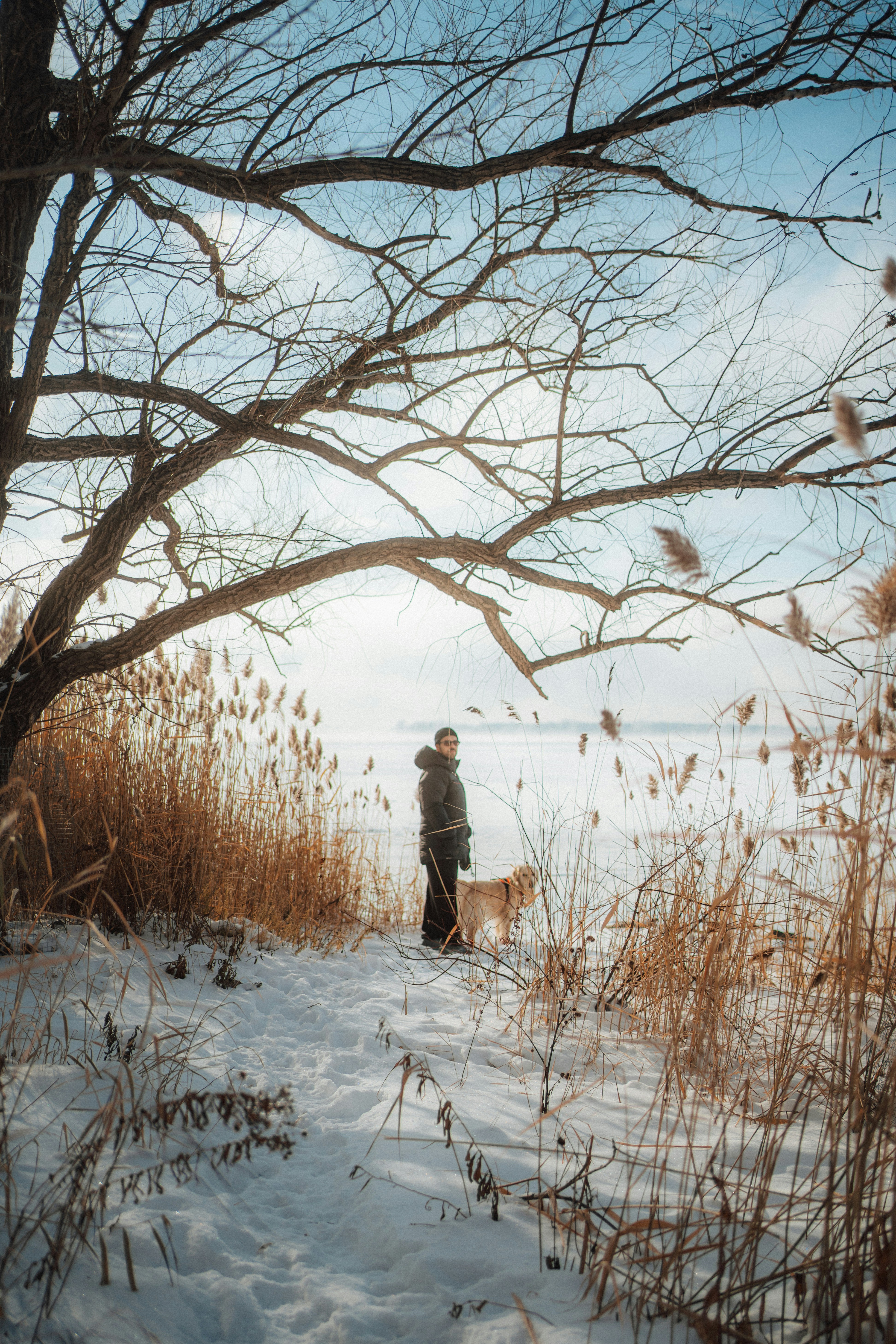 Person with dog in snowy landscape with bare trees